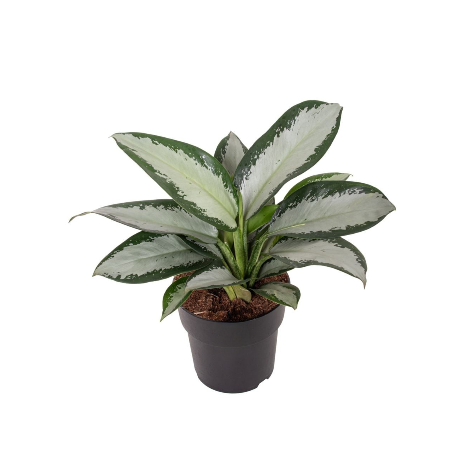 AGLAONEMA 'SILVER BLUE'
