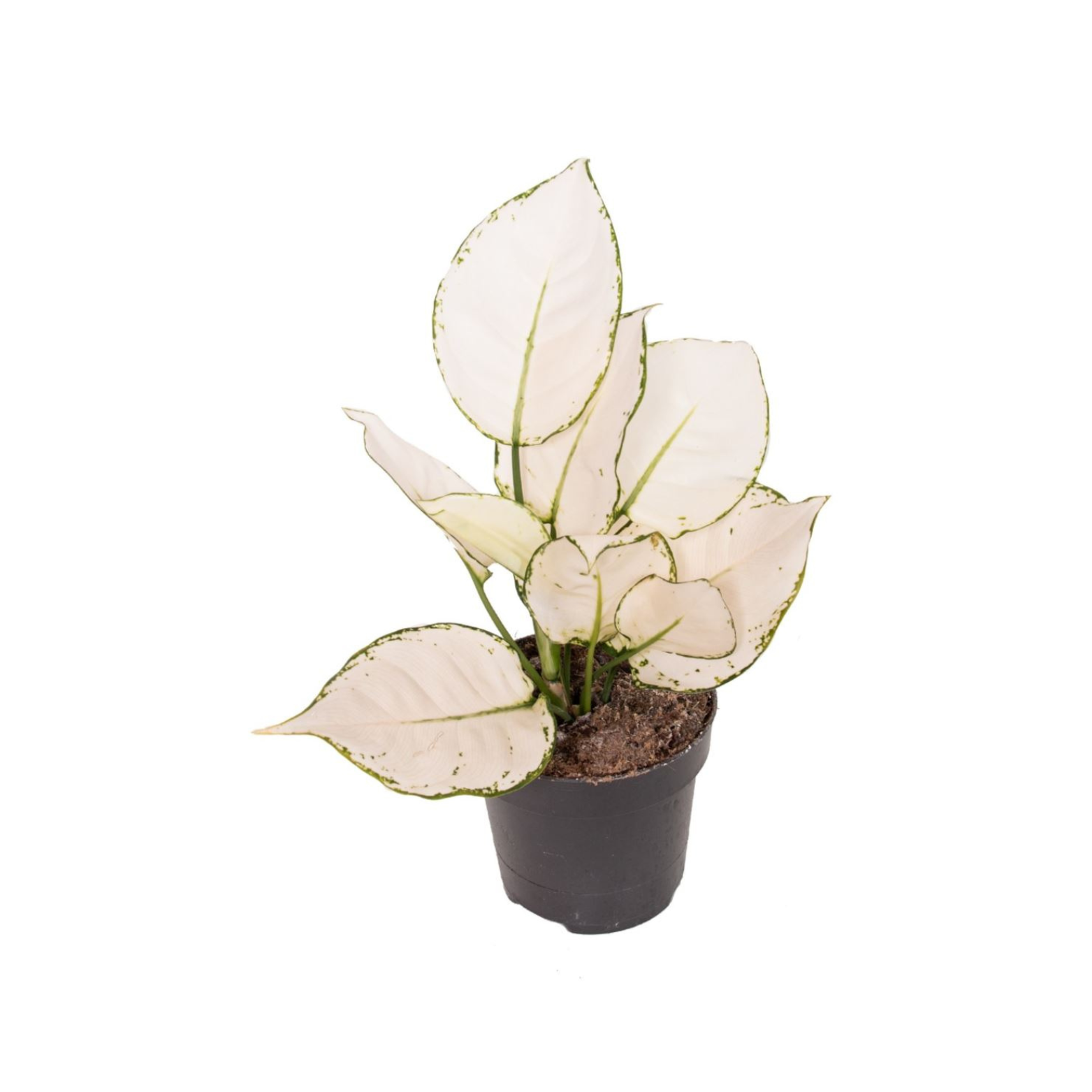 AGLAONEMA 'WHITE JOY' Aglaonema