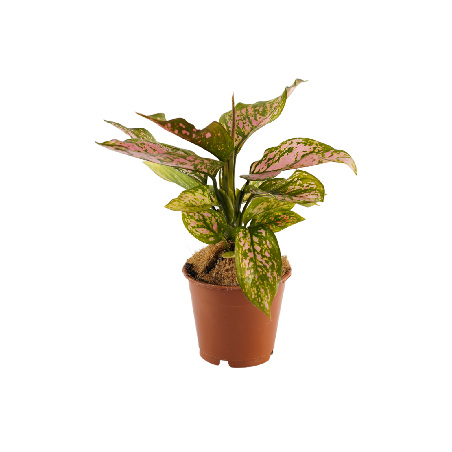 AGLAONEMA