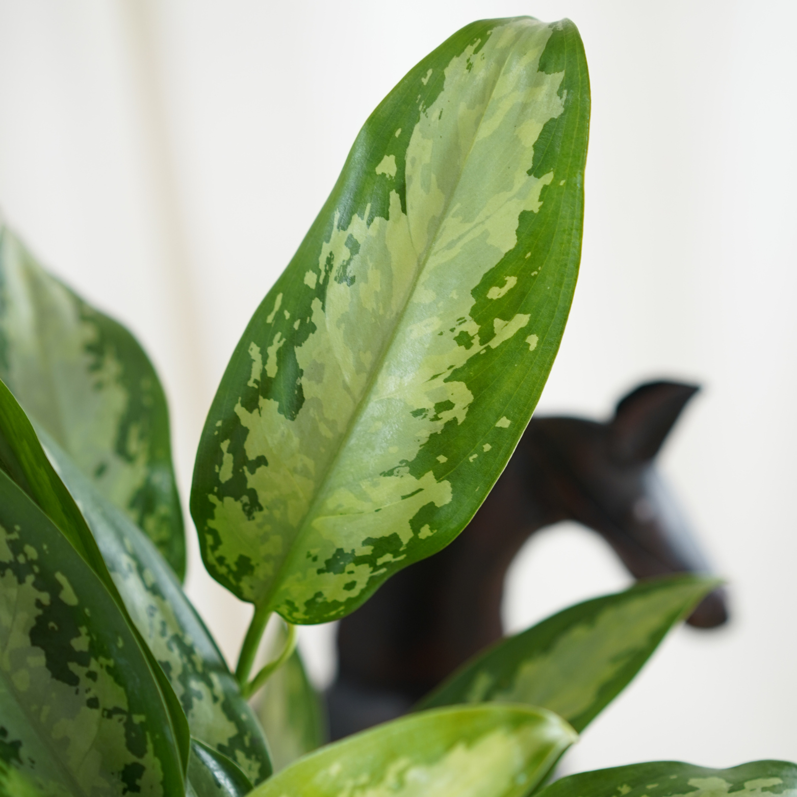 AGLAONEMA 'JUBILEE COMPACTA'