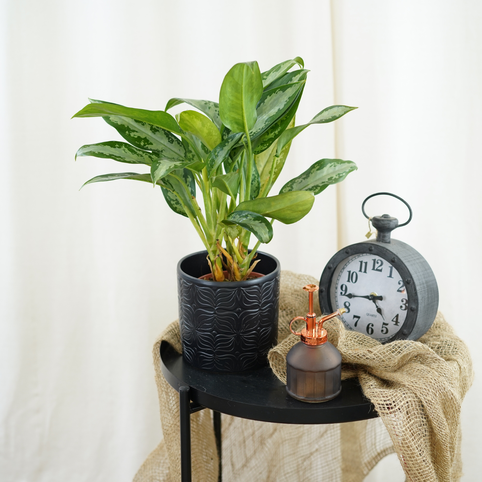 AGLAONEMA 'JUBILEE COMPACTA'