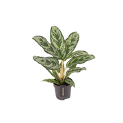 AGLAONEMA 'LAUREL GREEN'