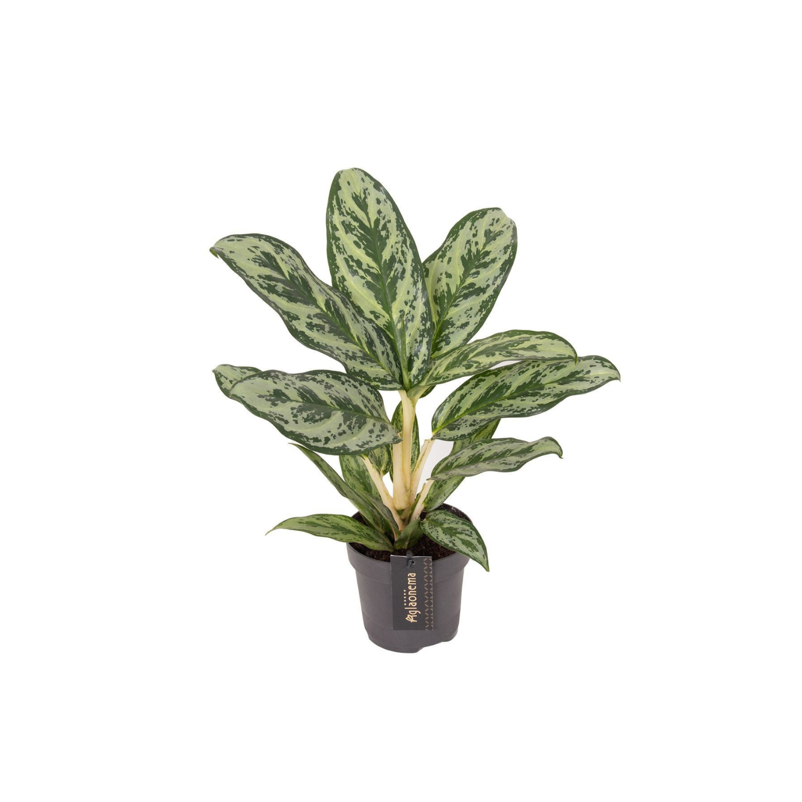 AGLAONEMA 'LAUREL GREEN'