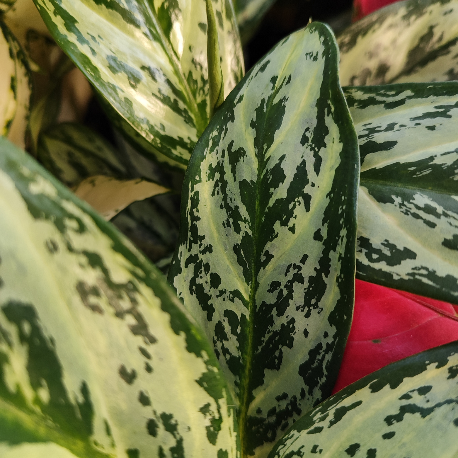 AGLAONEMA 'LAUREL GREEN'