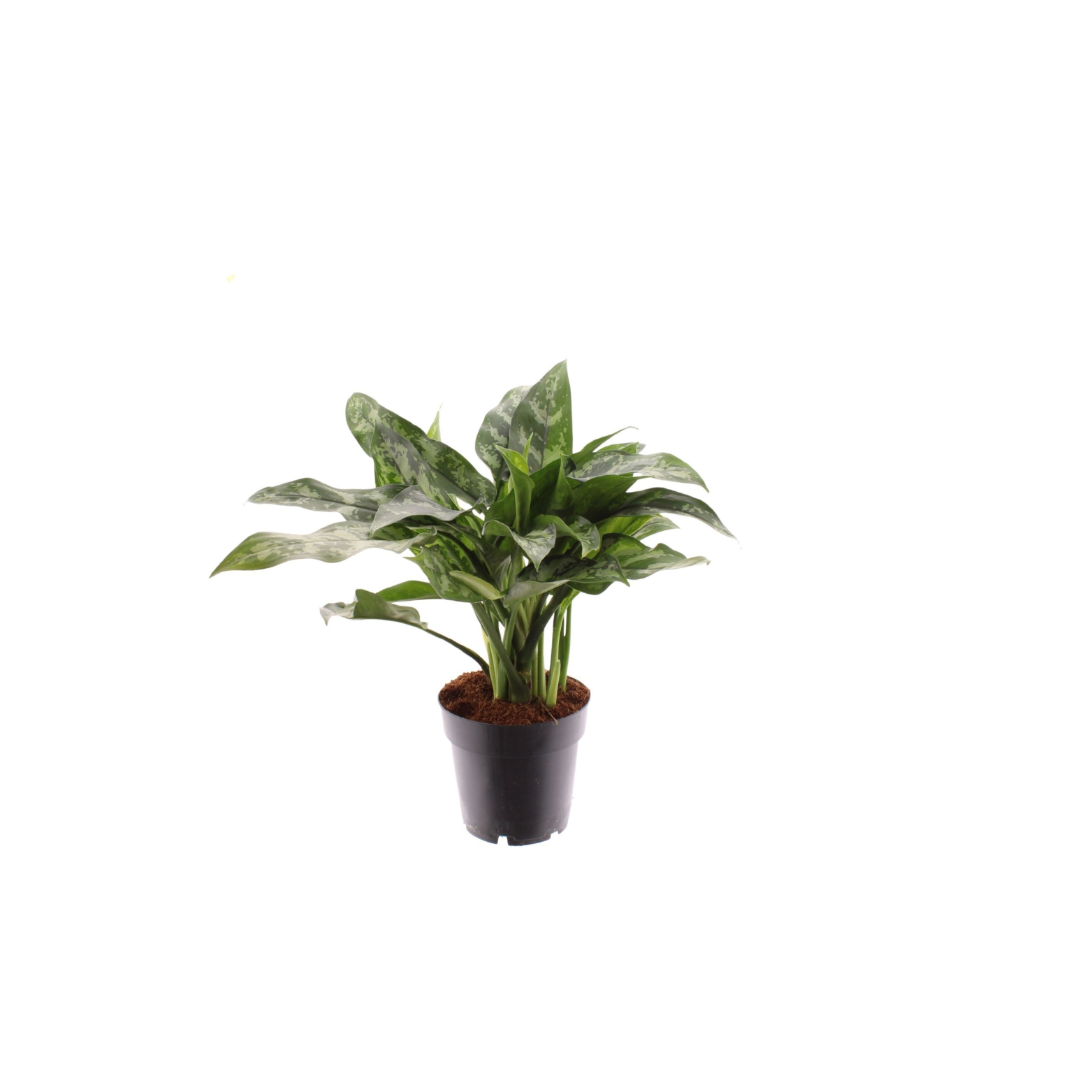AGLAONEMA 'MARIE' 
