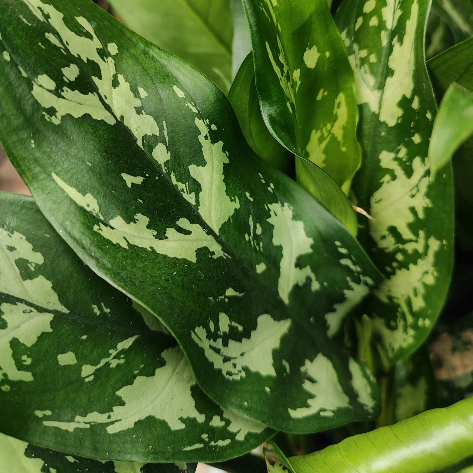 AGLAONEMA 'MARIA'