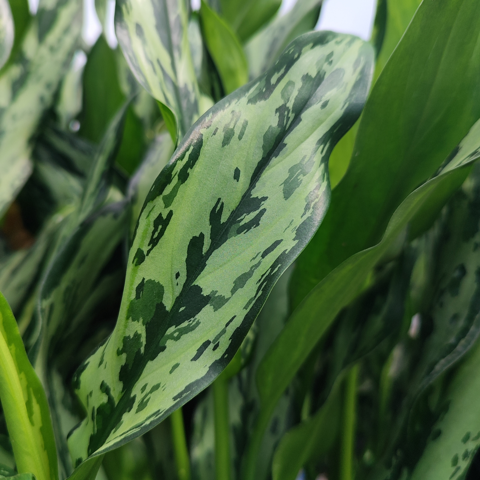 AGLAONEMA 'MISS JULIETTE'