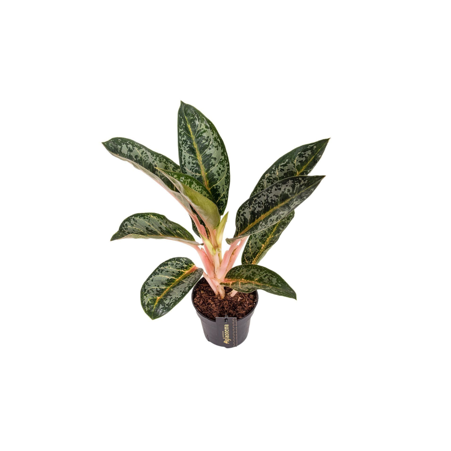 AGLAONEMA 'ORANGE FLAME'