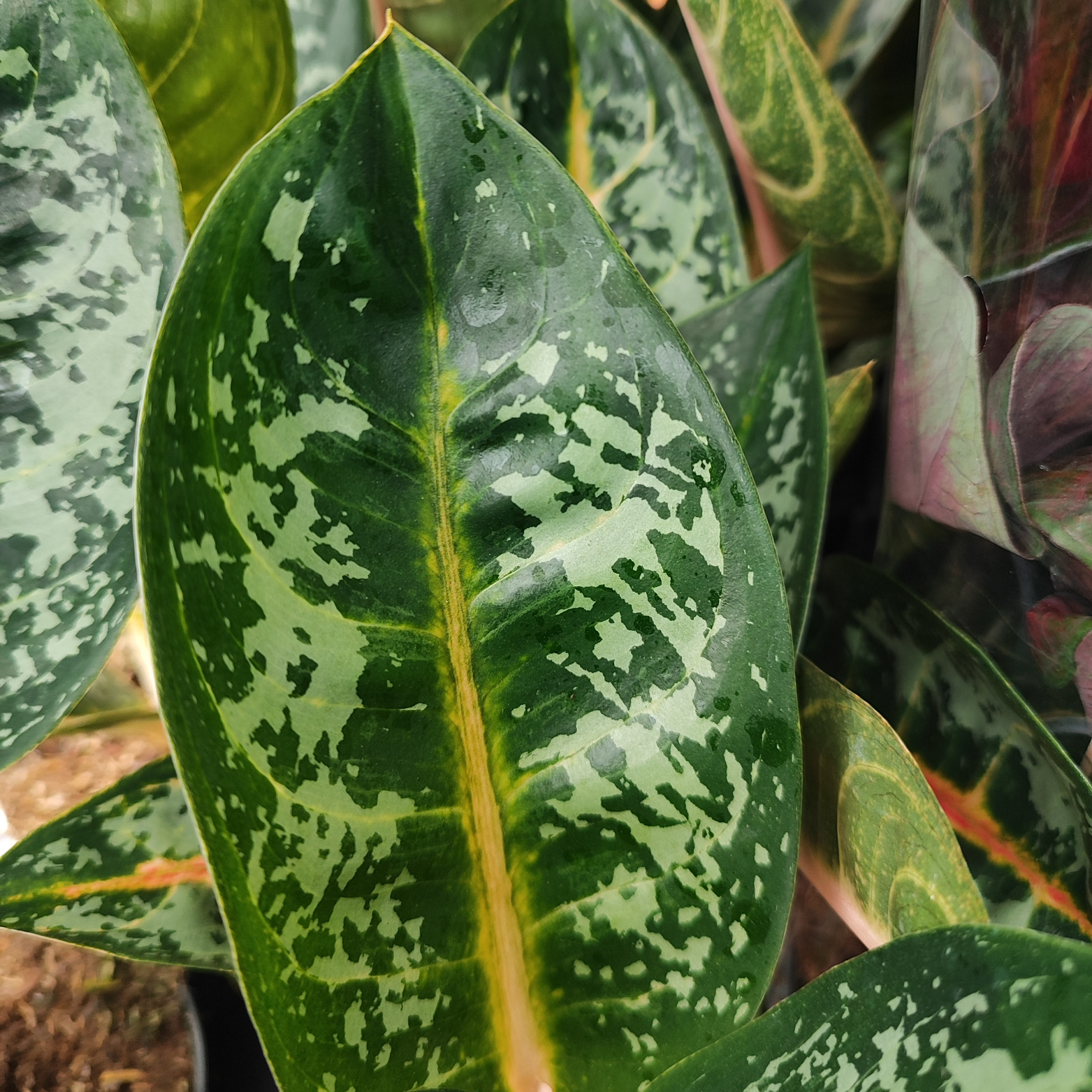 AGLAONEMA 'ORANGE FLAME'