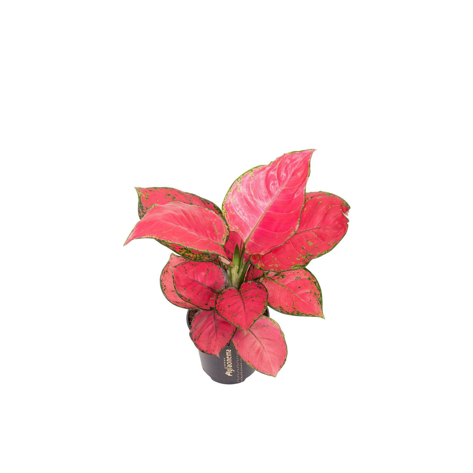 AGLAONEMA 'RED JOY' Aglaonema