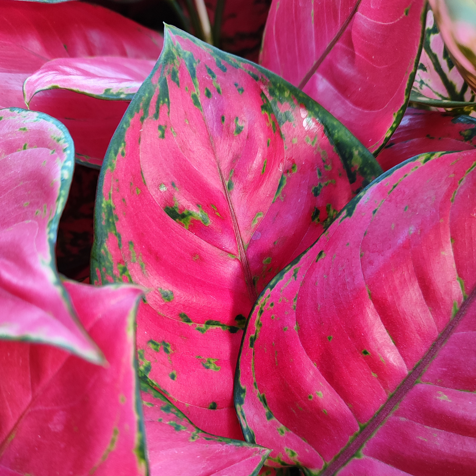 AGLAONEMA 'RED JOY' Aglaonema