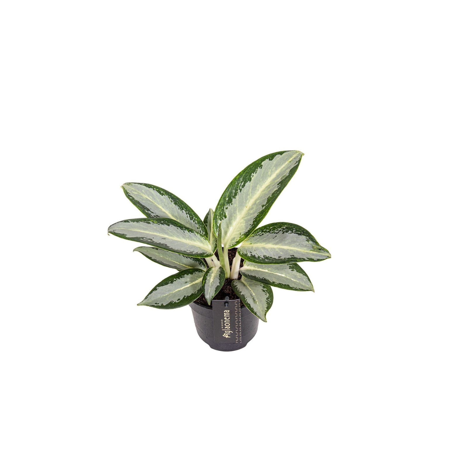 AGLAONEMA 'SILVER BLUE'