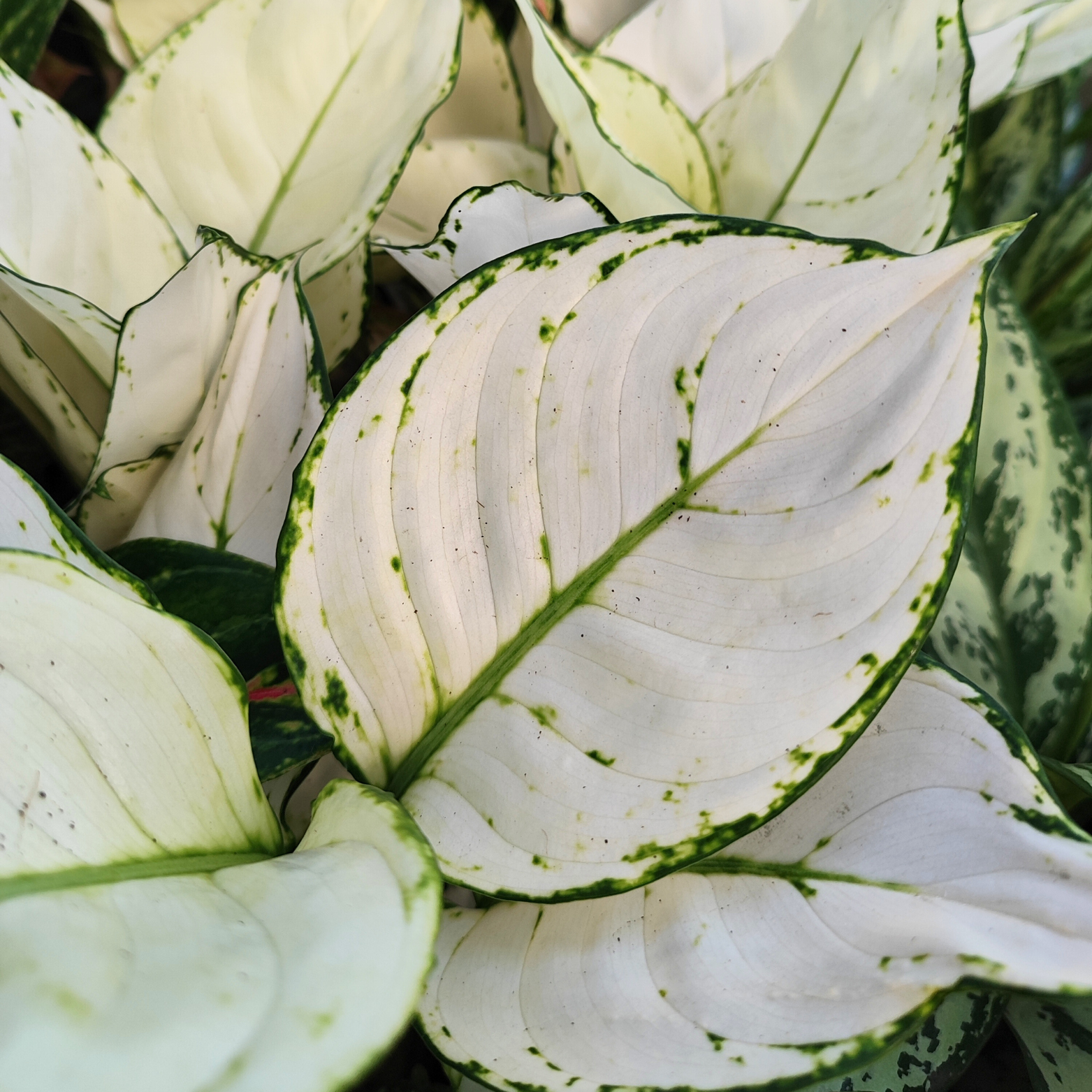 AGLAONEMA 'WHITE JOY' Aglaonema