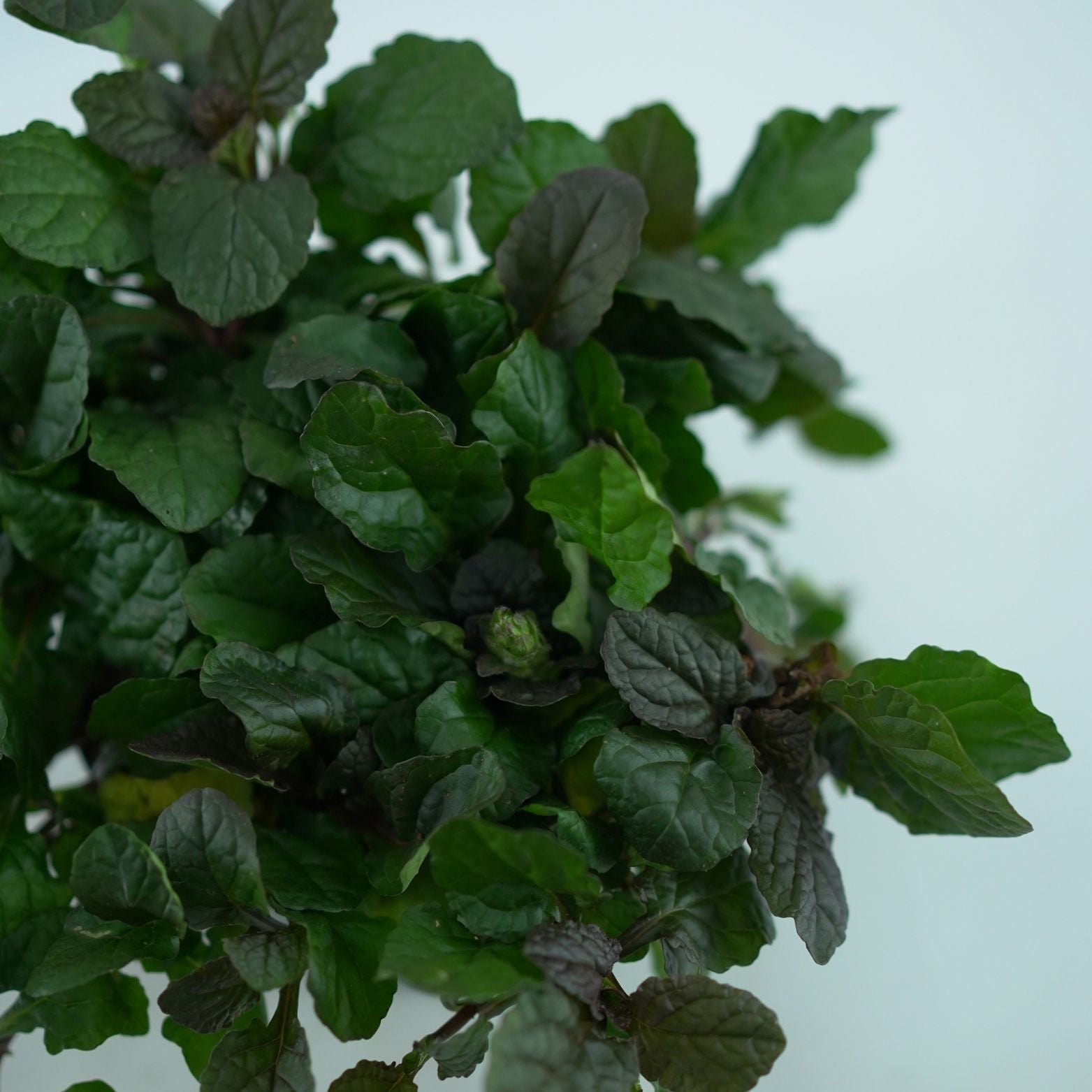 AJUGA REPTANS 'Braunherz' Dąbrówka