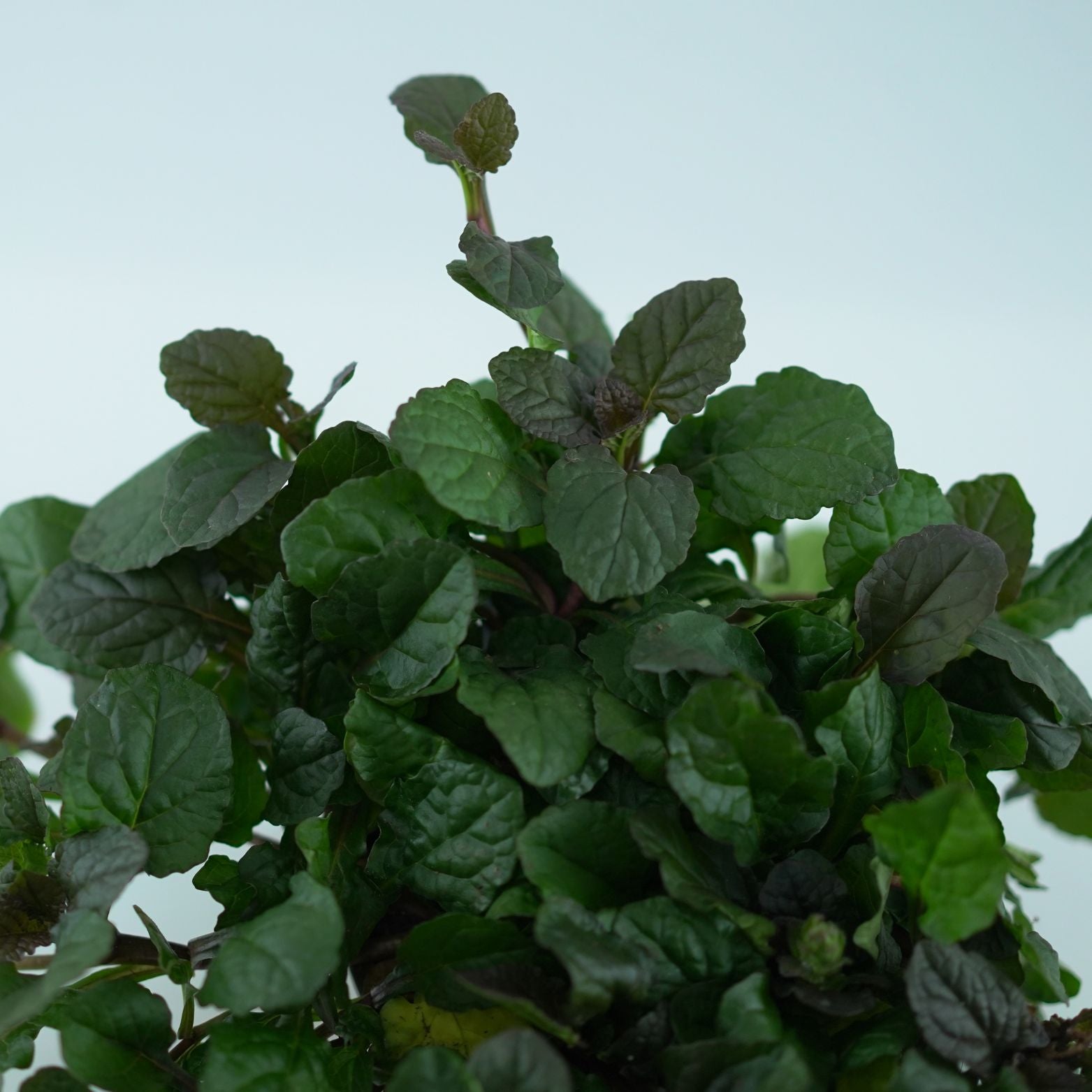 AJUGA REPTANS 'Braunherz' Dąbrówka