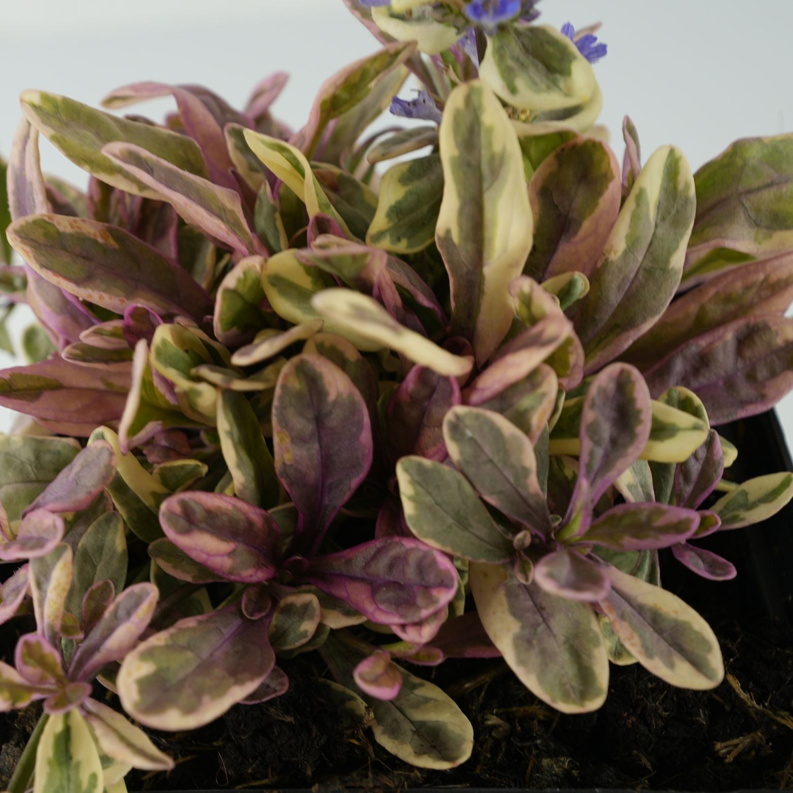 AJUGA REPTANS 'Princess Nadia' Dąbrówka rozłogowa
