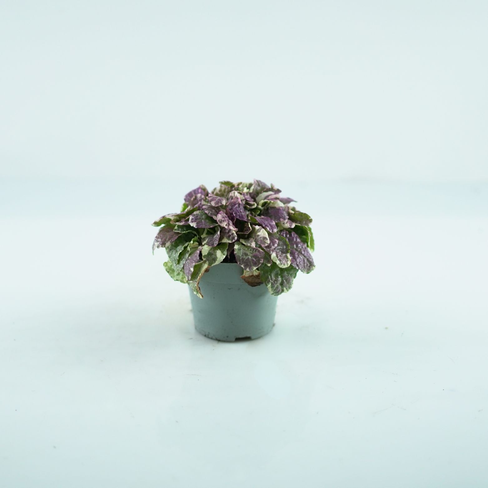 AJUGA REPTANS 'Elmblut' Dąbrówka