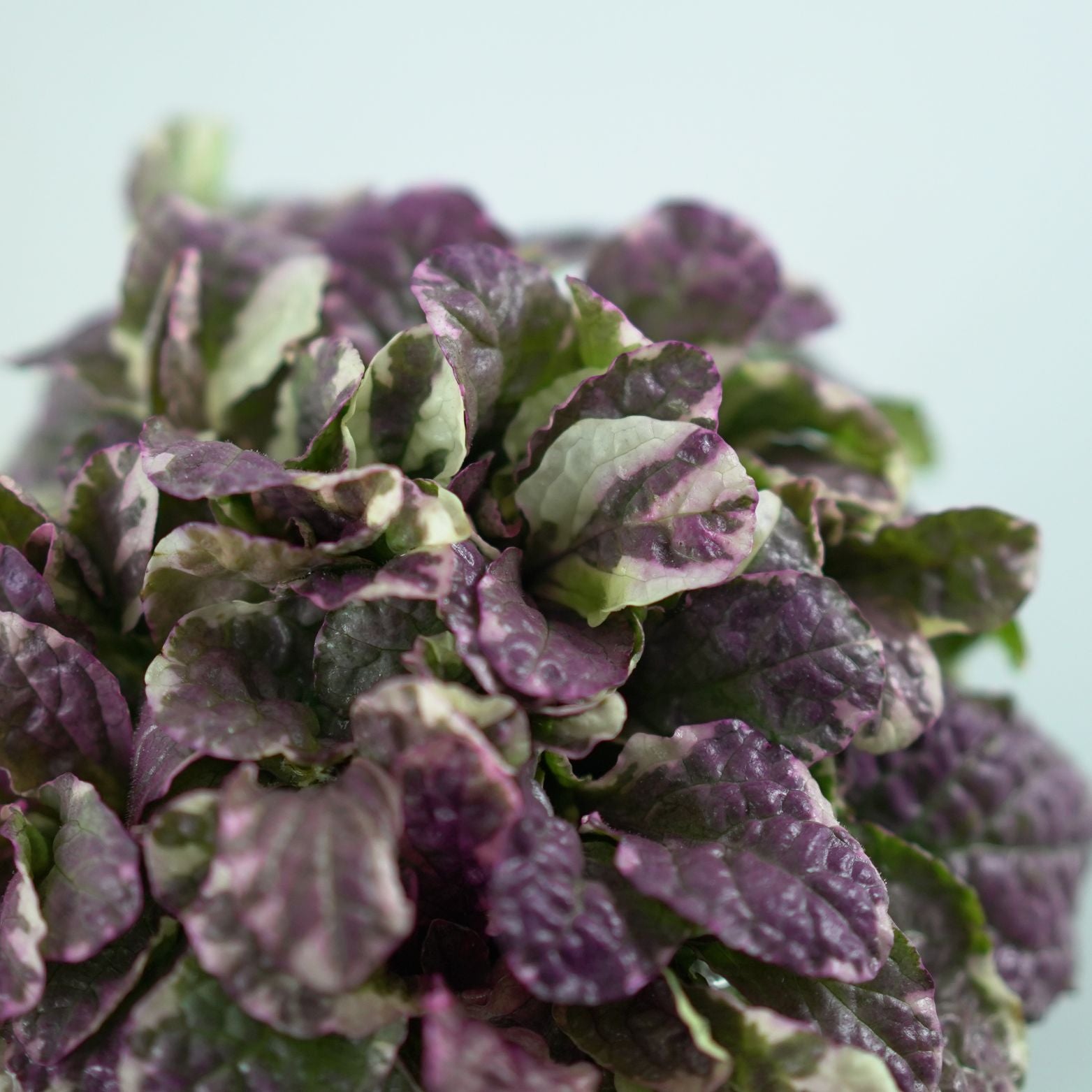 AJUGA REPTANS 'Elmblut' Dąbrówka