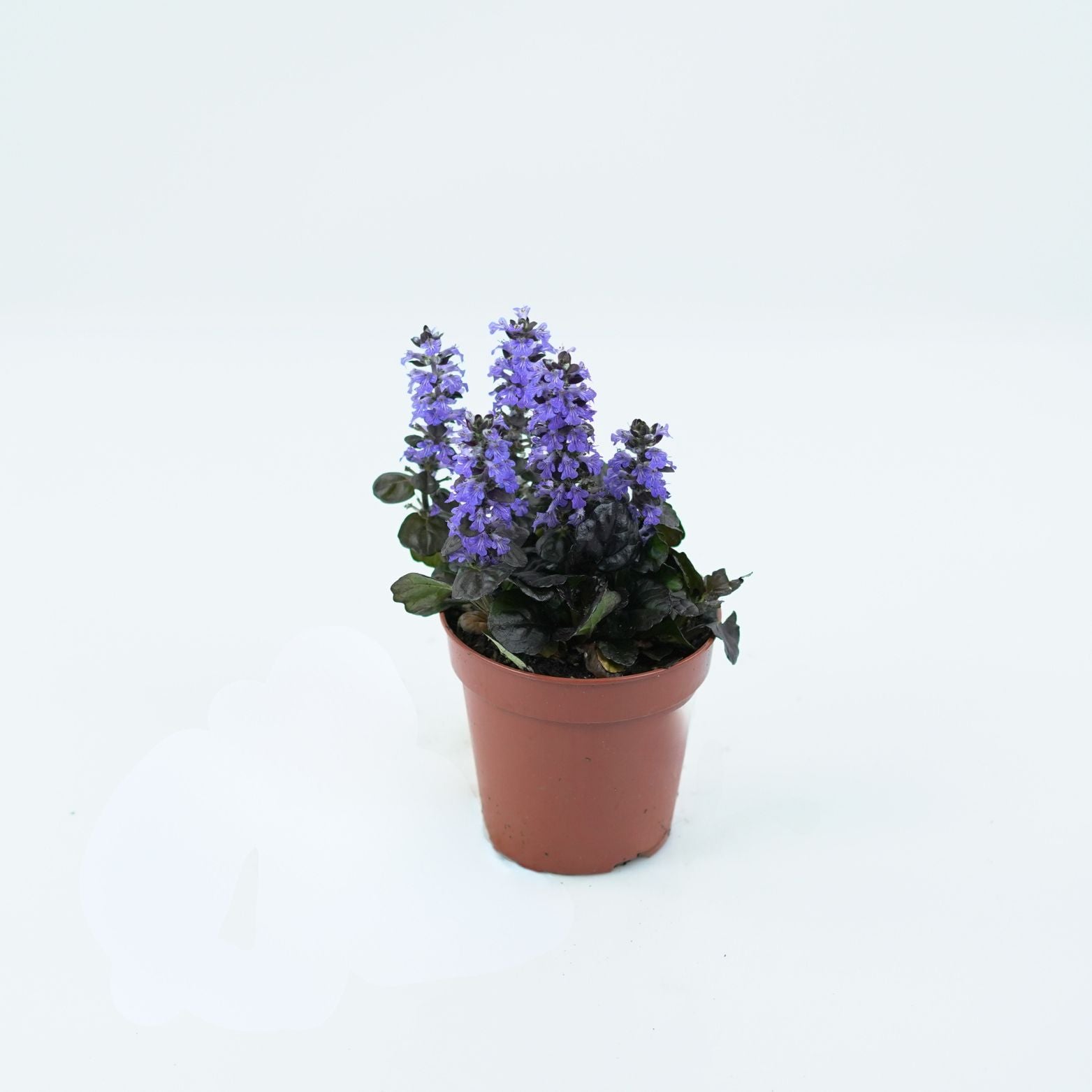 AJUGA REPTANS Dąbrówka rozłogowa