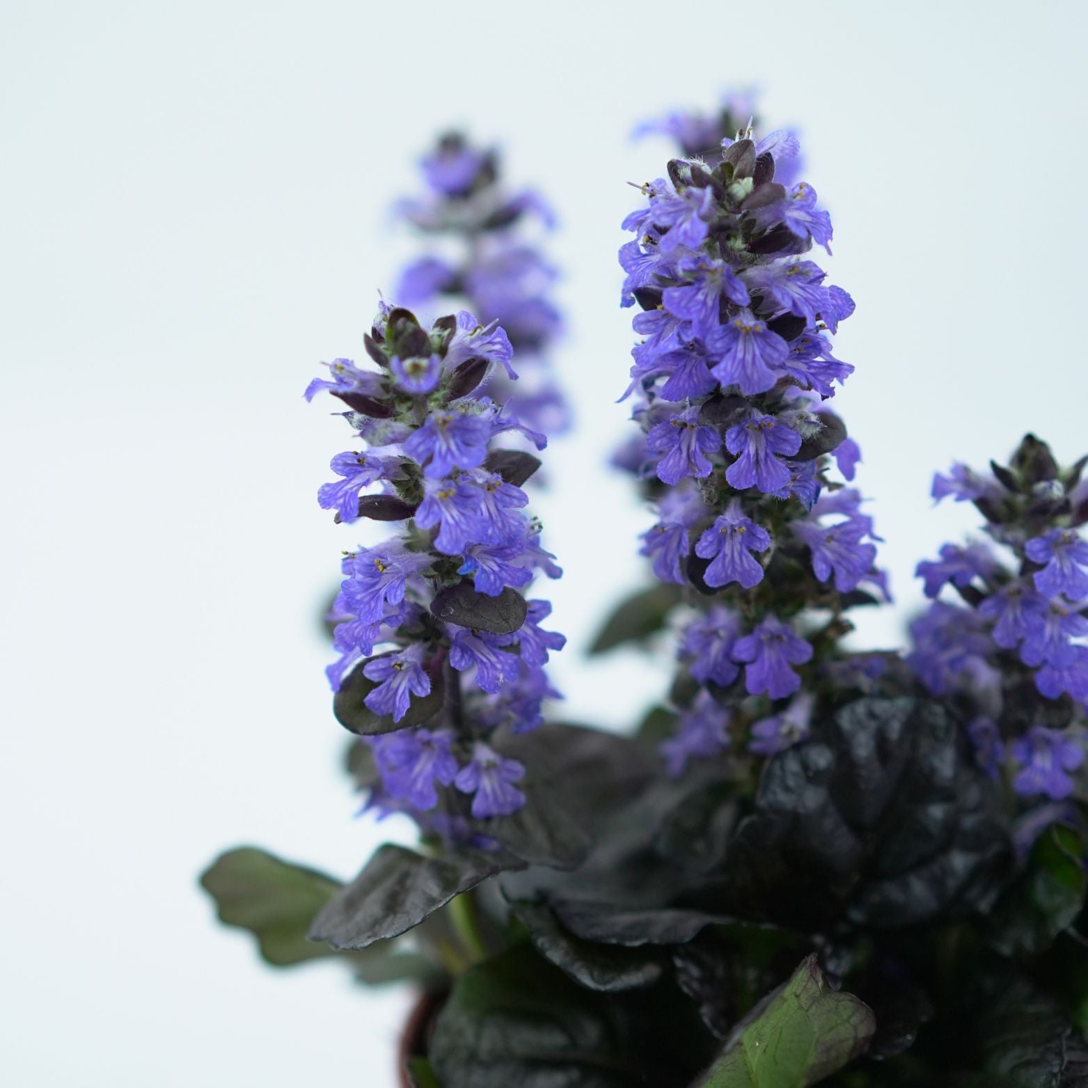 AJUGA REPTANS Dąbrówka rozłogowa