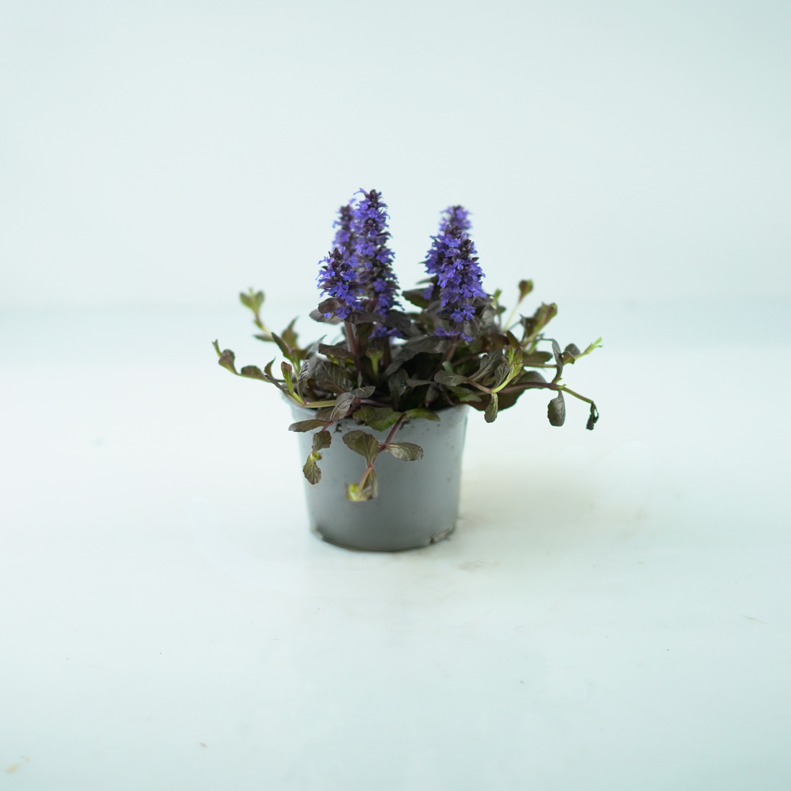 AJUGA REPTANS Dąbrówka rozłogowa