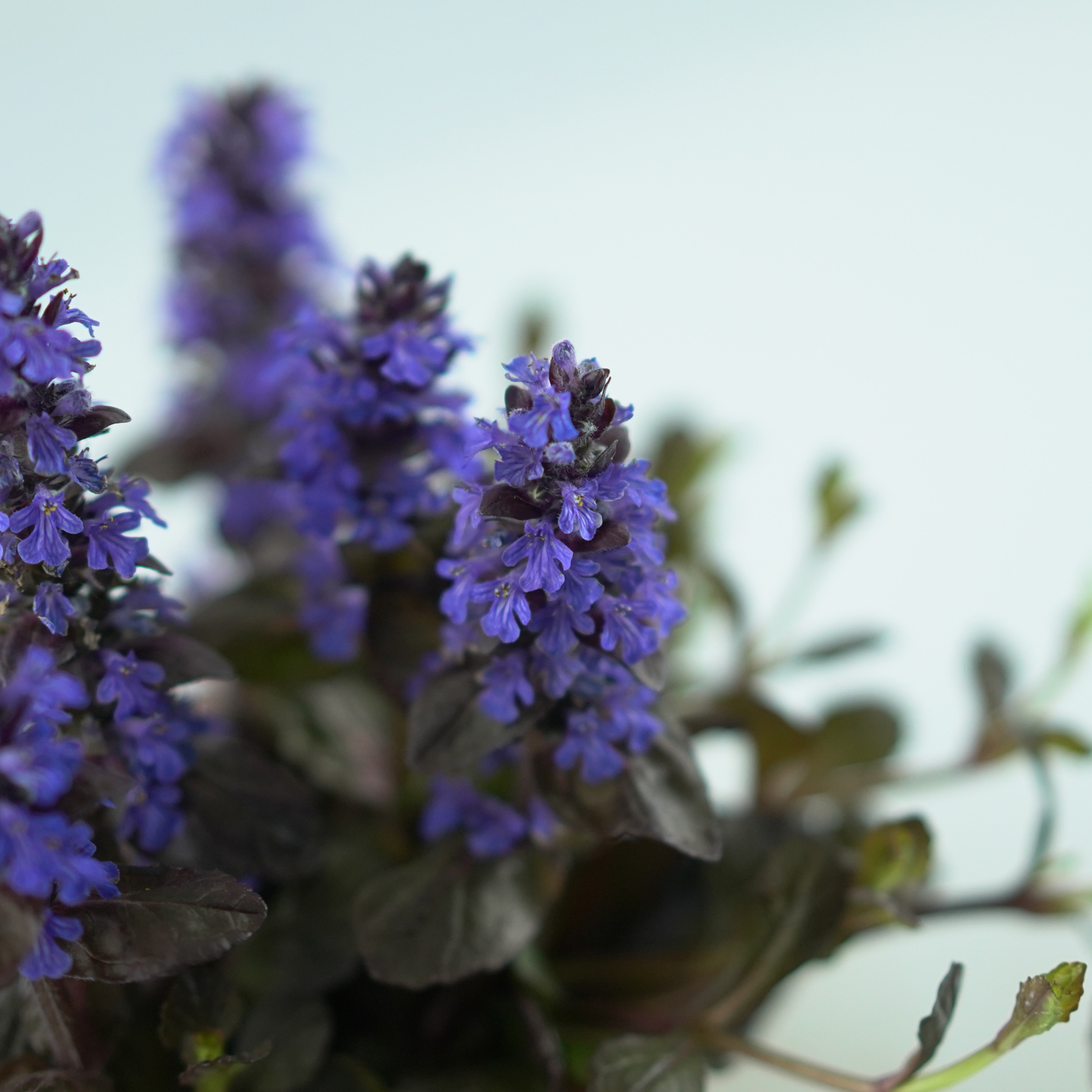 AJUGA REPTANS Dąbrówka rozłogowa