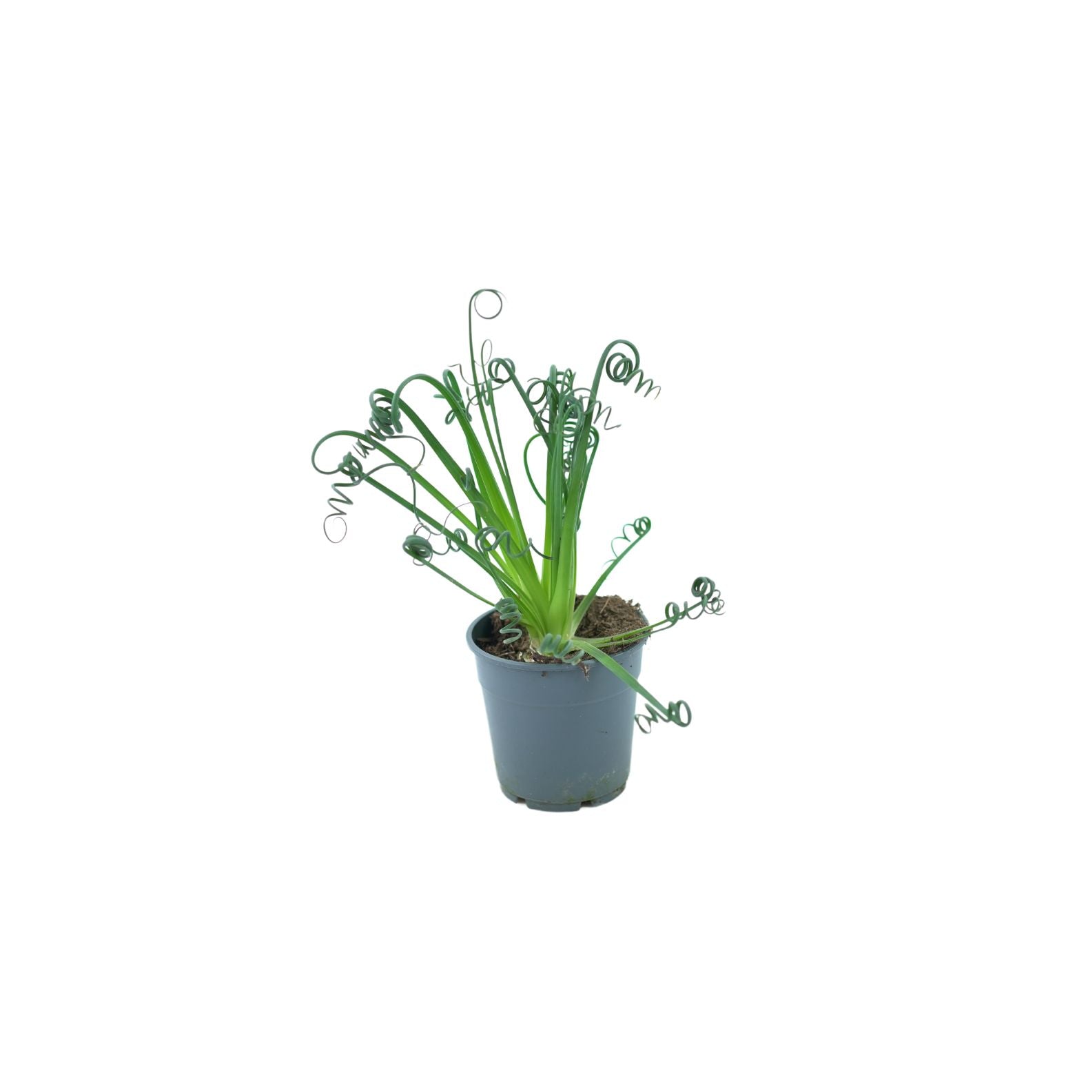 ALBUCA SPIRALIS 'FRIZZLE SIZZLE' Korkociąg