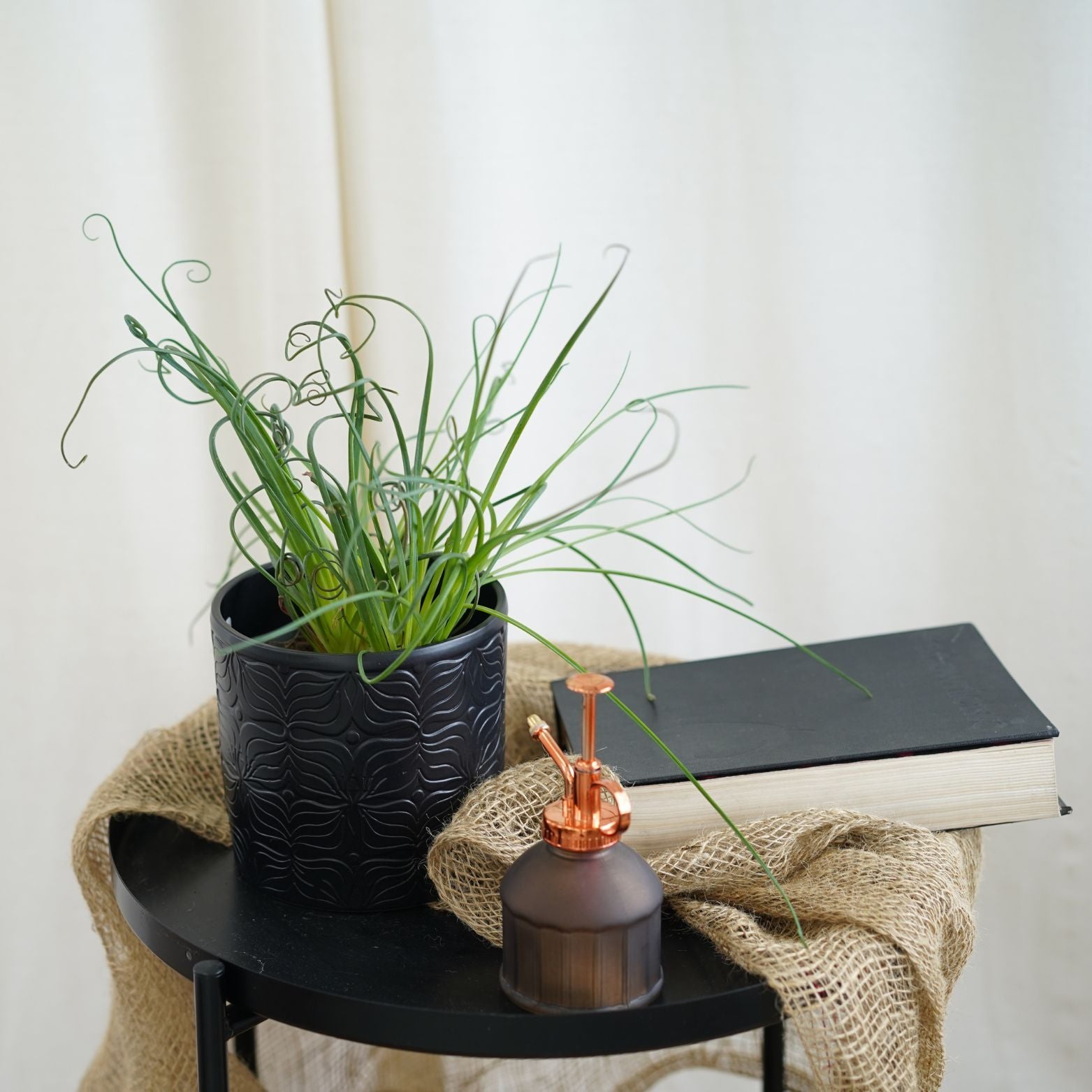 ALBUCA SPIRALIS 'FRIZZLE SIZZLE' Korkociąg
