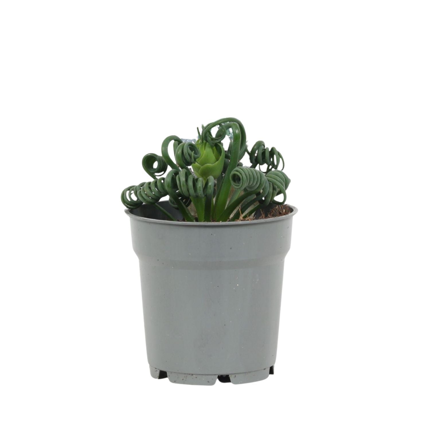 ALBUCA SPIRALIS 'FRIZZLE SIZZLE' Korkociąg