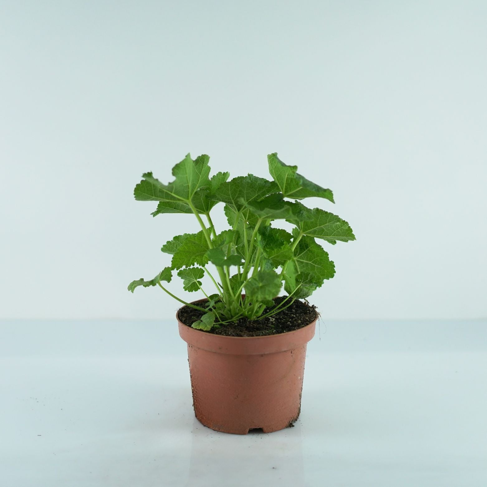 ALCEA Malwa