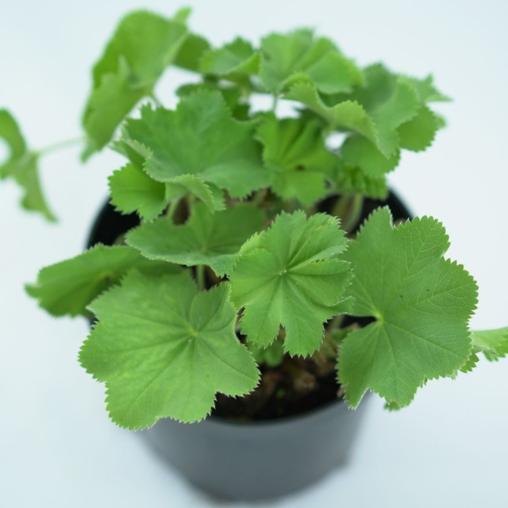 ALCHEMILLA MOLLIS Przywrotnik ostroklapowy