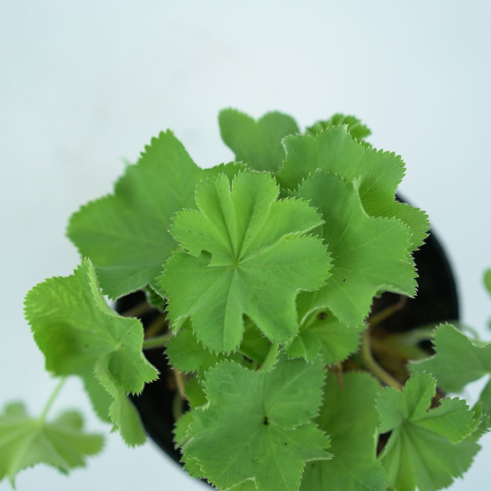 ALCHEMILLA MOLLIS Przywrotnik ostroklapowy