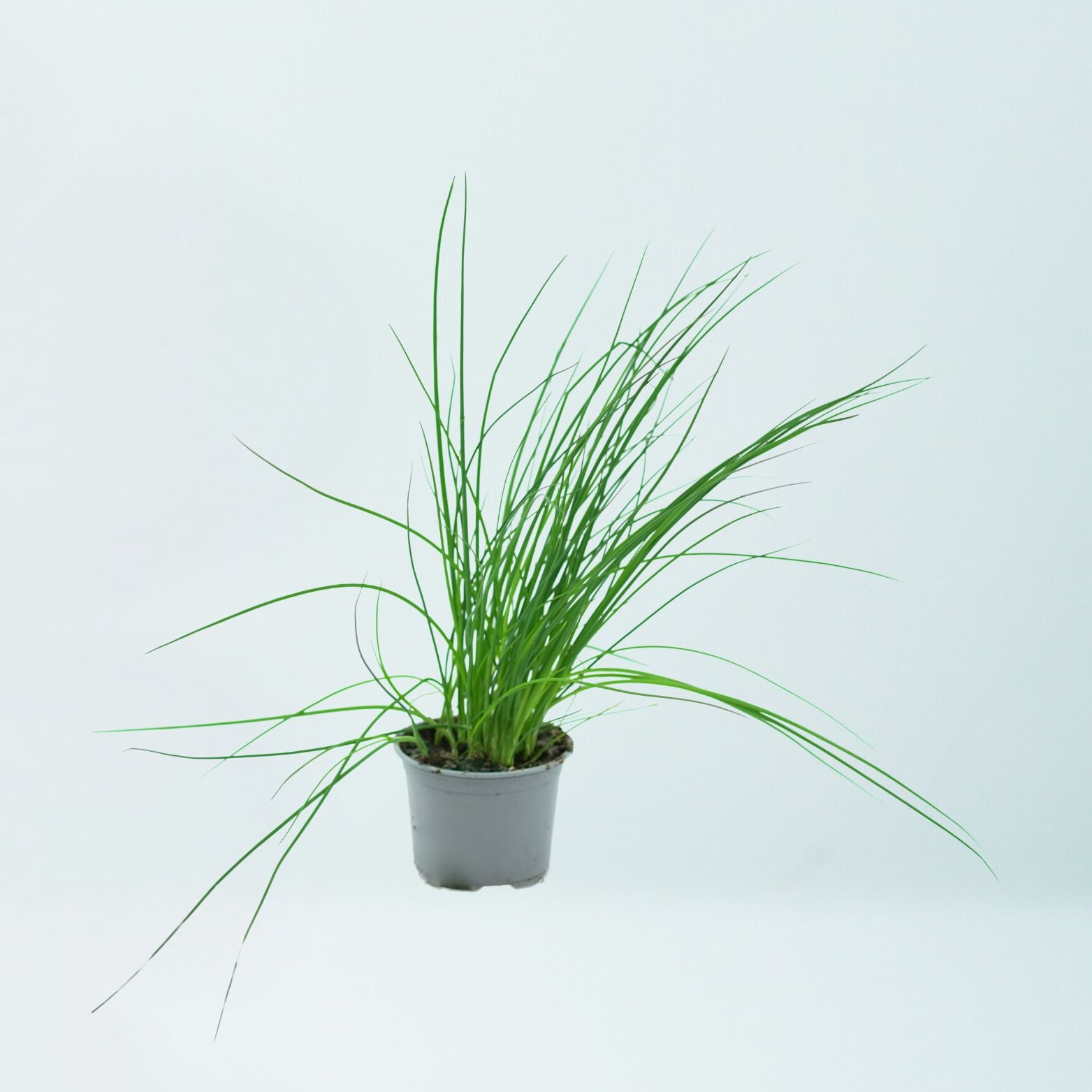 ALLIUM SCHOENOPRASUM Szczypiorek