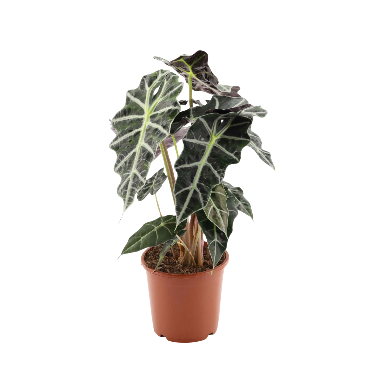 ALOCASIA AMAZONICA 'POLLY' Alokazja amazońska