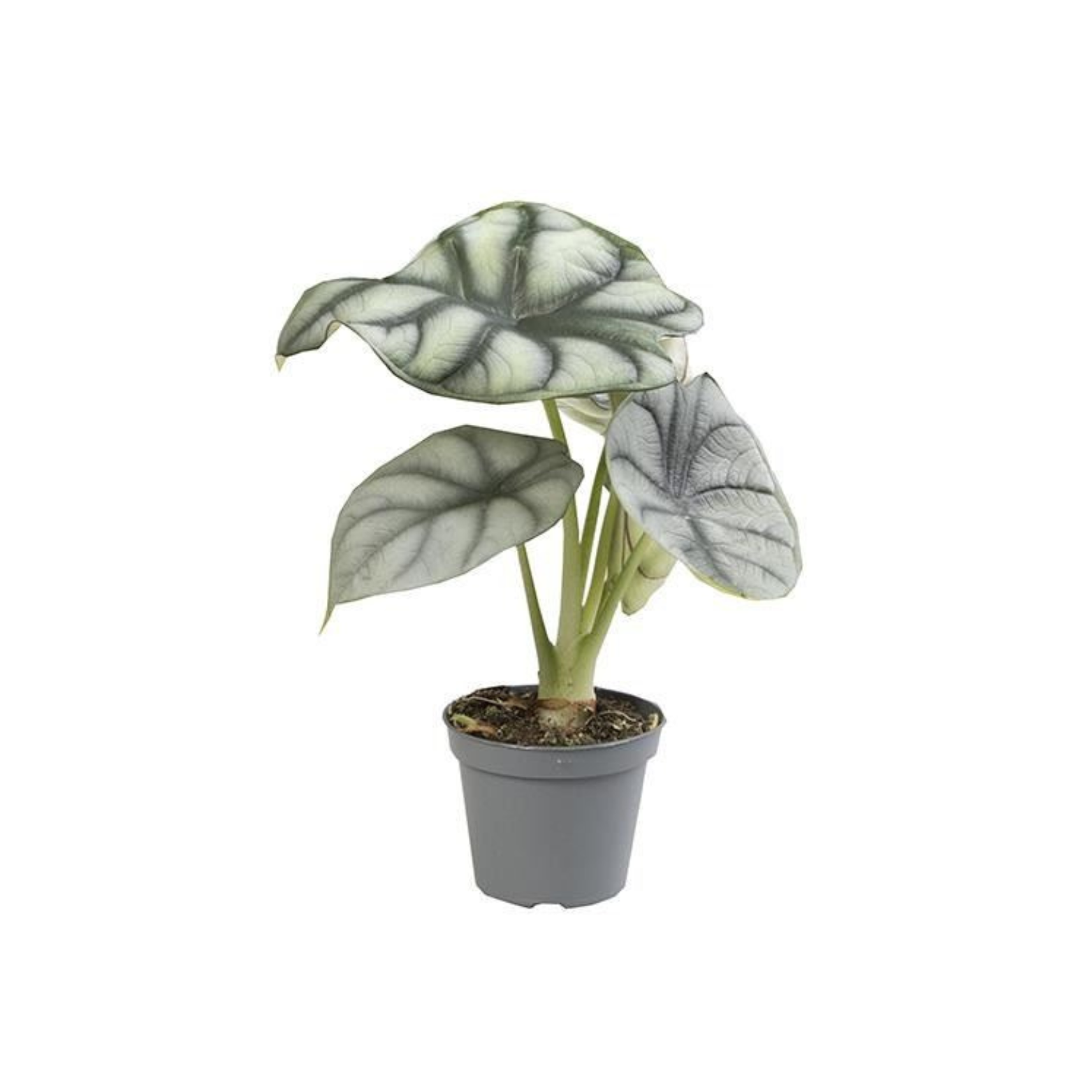 ALOCASIA BAGINDA 'SILVER DRAGON' Alokazja, Zakleśń