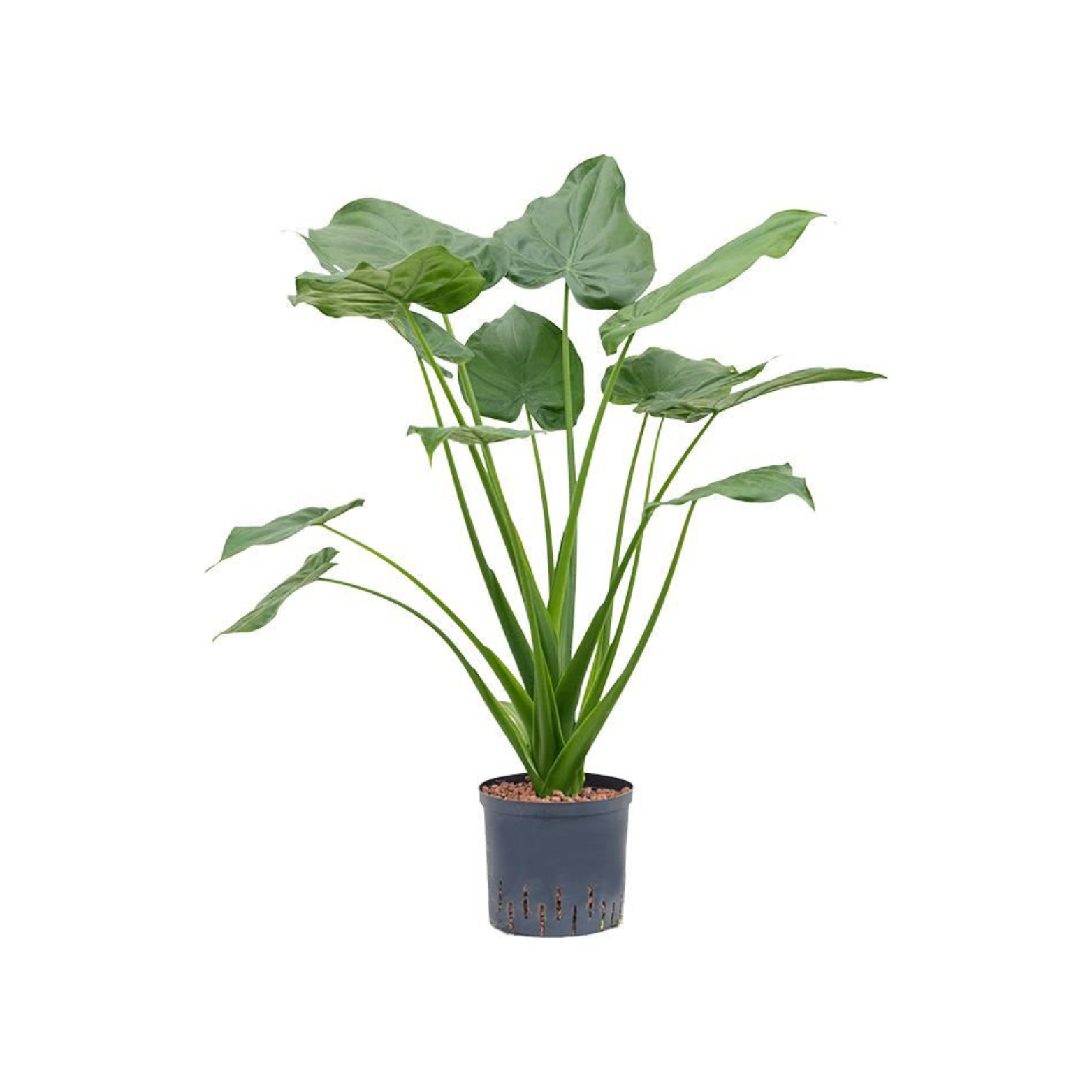 ALOCASIA CUCULLATA Alokazja