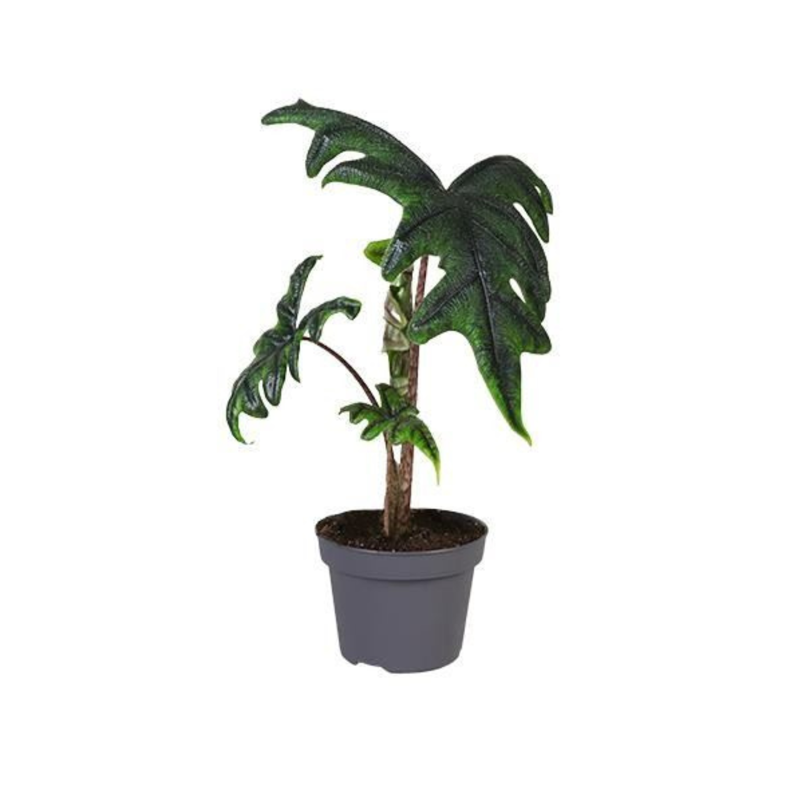 ALOCASIA 'JACKLYN' Alokazja
