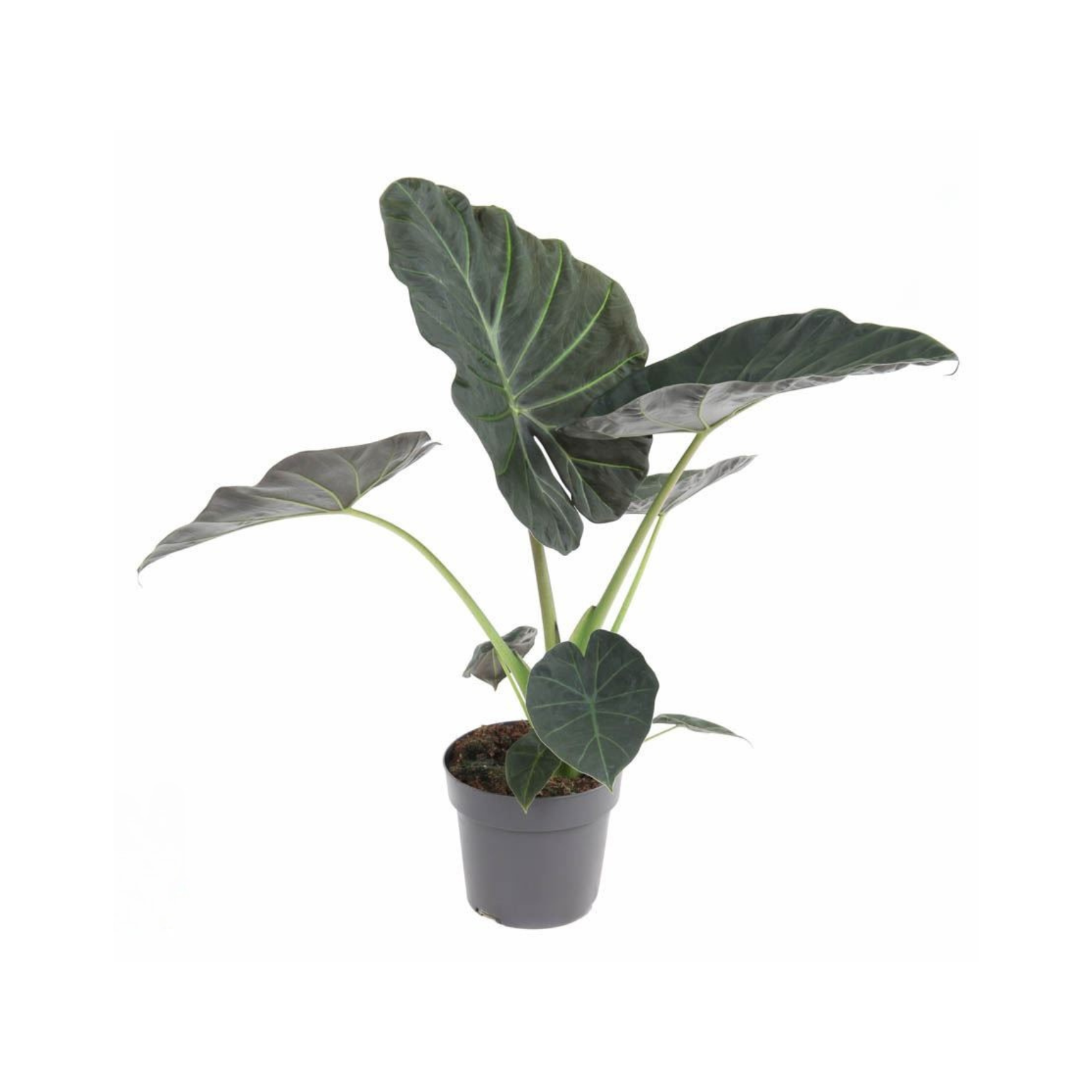 ALOCASIA 'REGAL SHIELDS' Alokazja