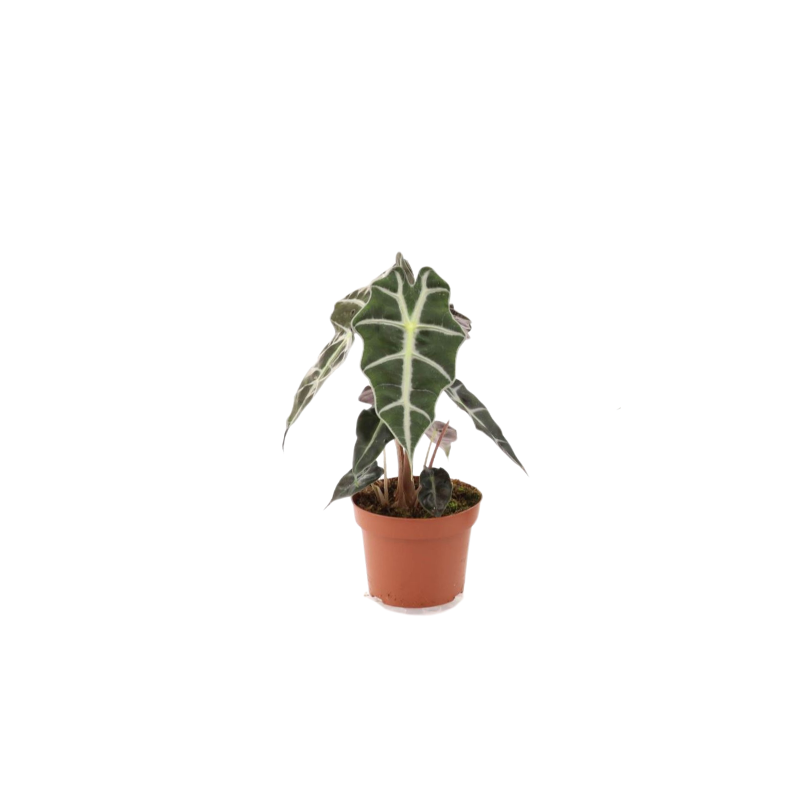 ALOCASIA AMAZONICA 'POLLY' Alokazja amazońska