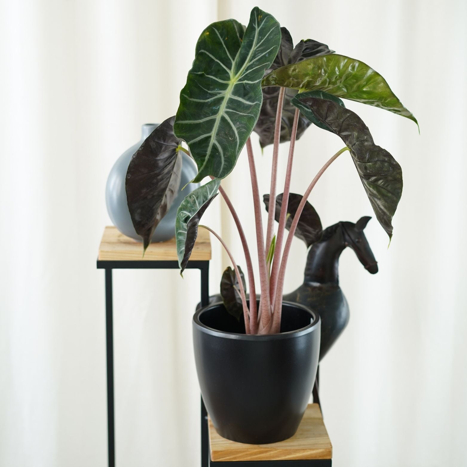 ALOCASIA BAGINDA 'PINK DRAGON' Alokazja