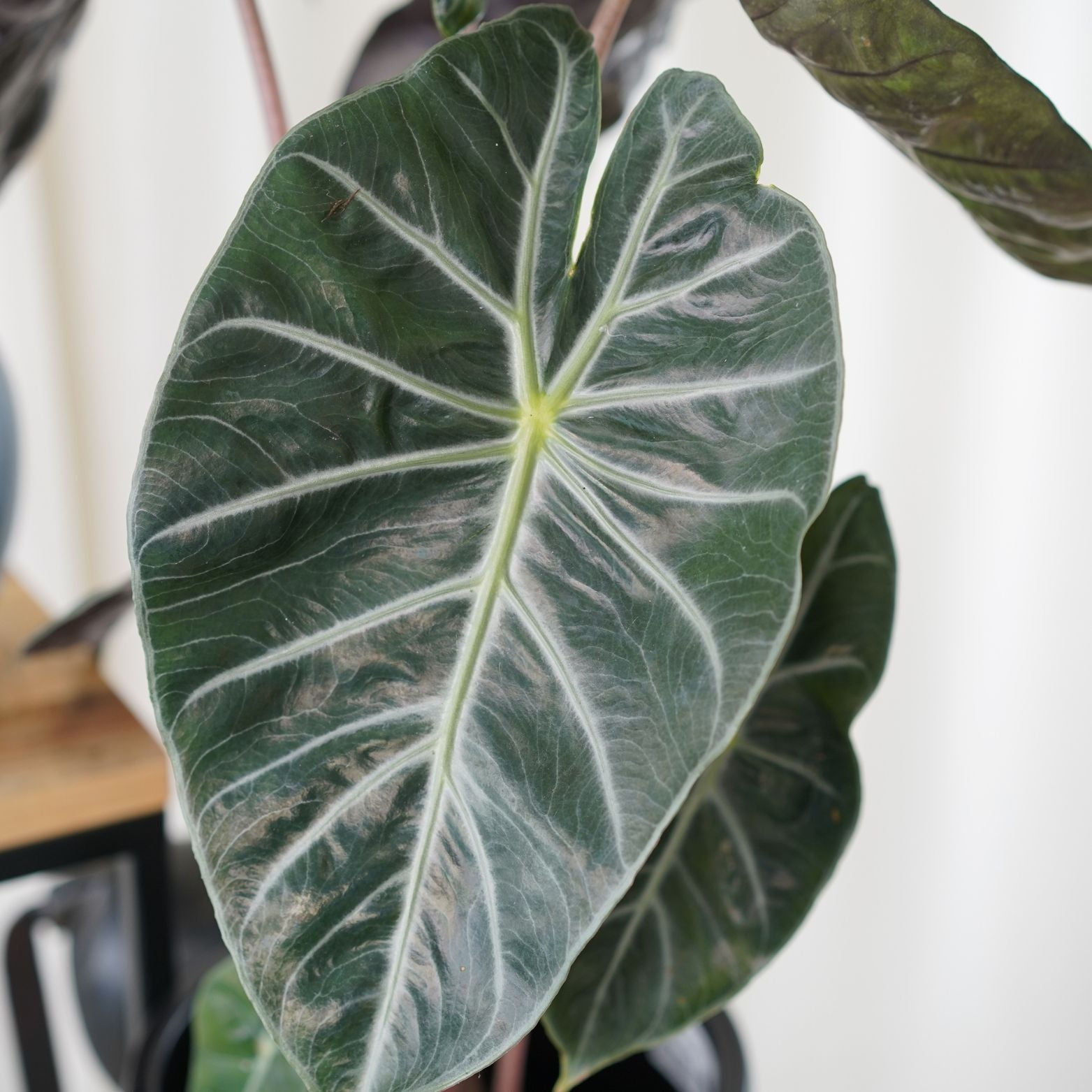 ALOCASIA BAGINDA 'PINK DRAGON' Alokazja