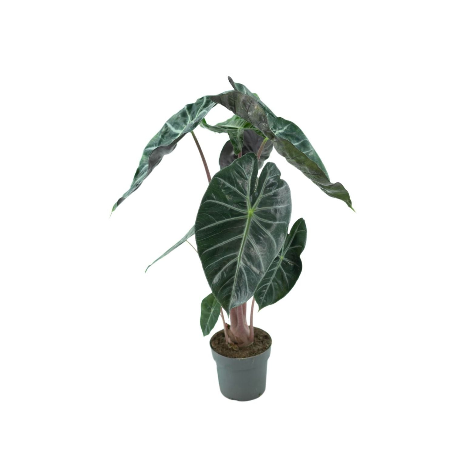 ALOCASIA BAGINDA 'PINK DRAGON' Alokazja