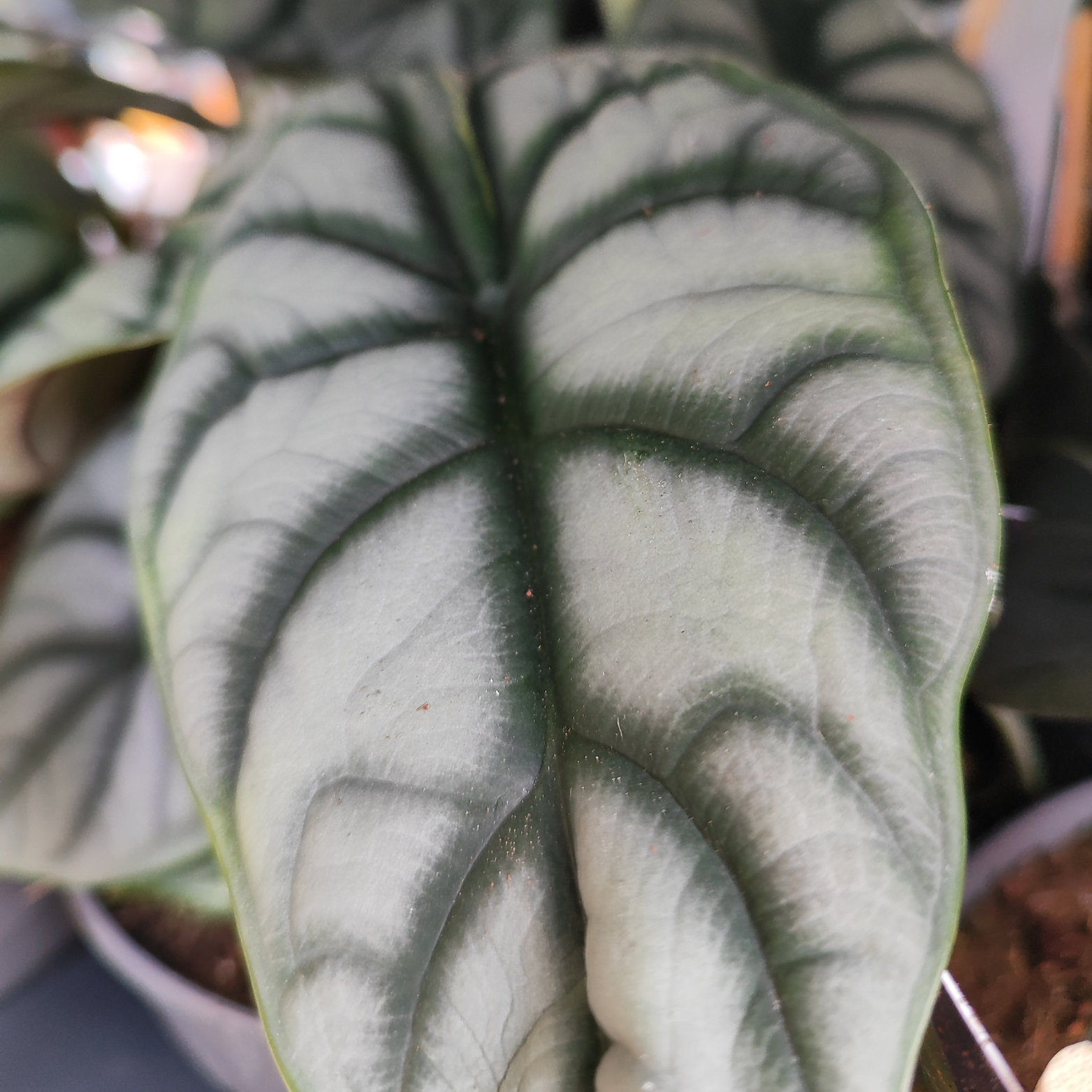 ALOCASIA BAGINDA 'SILVER DRAGON' Alokazja, Zakleśń