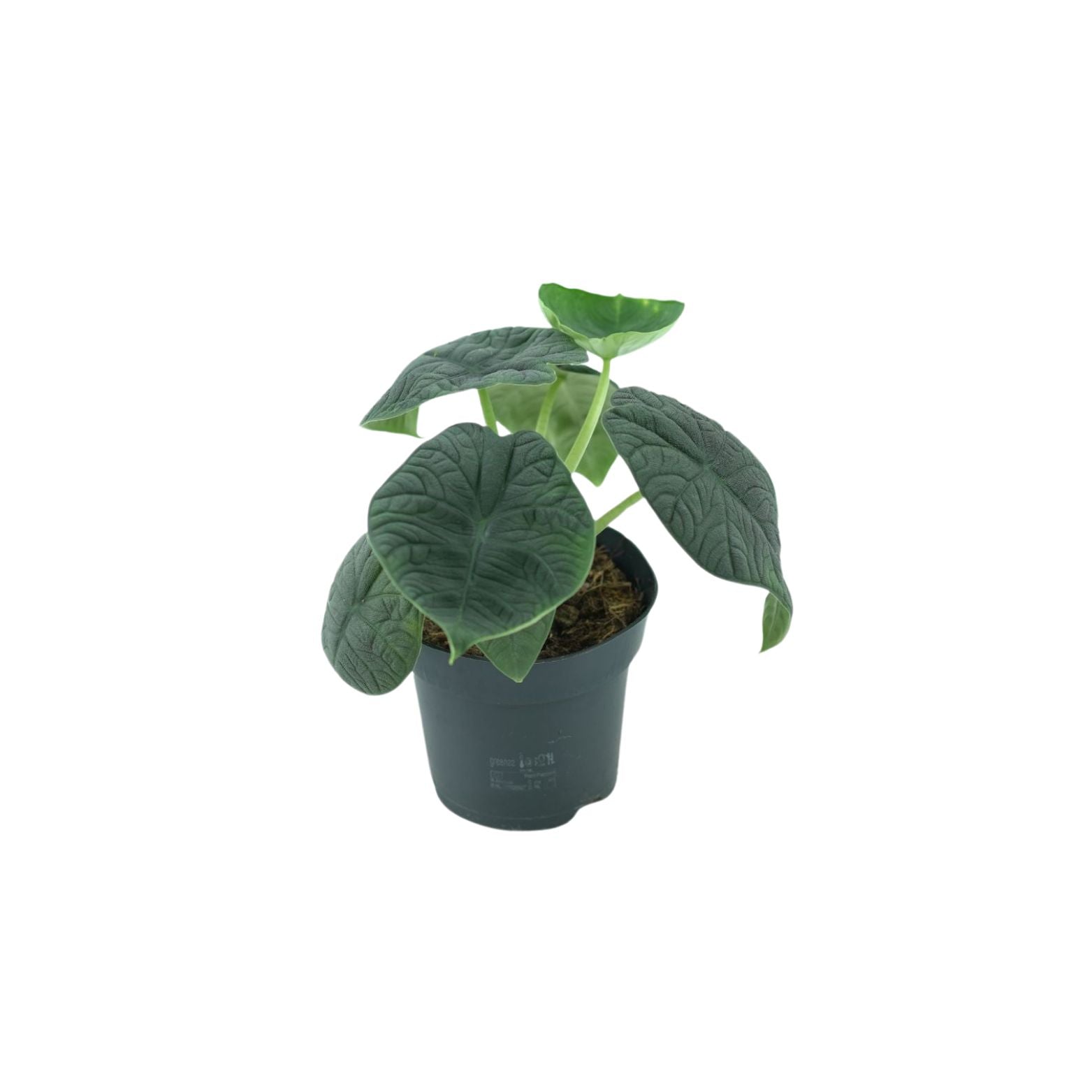 ALOCASIA 'MELO' Alokazja