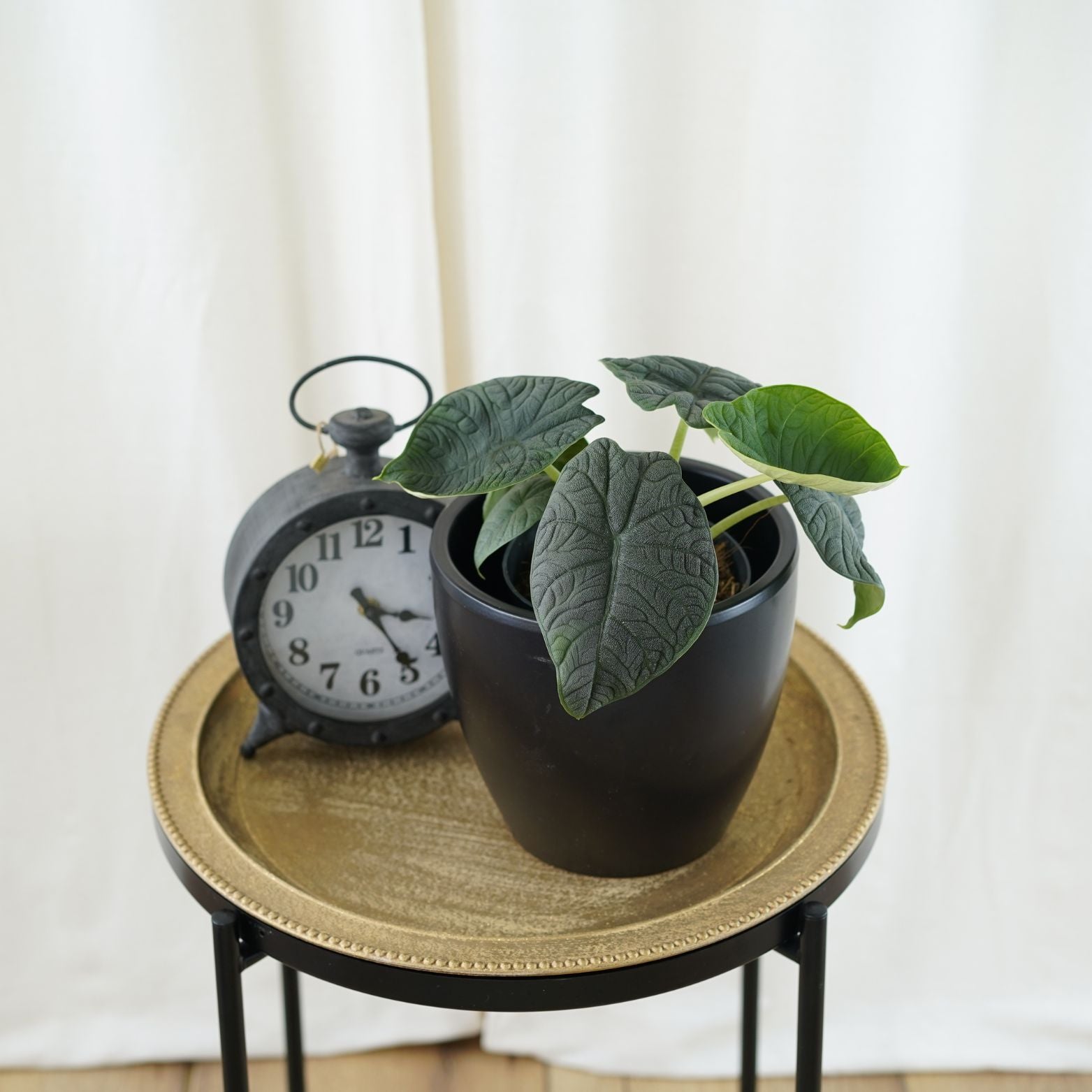 ALOCASIA 'MELO' Alokazja