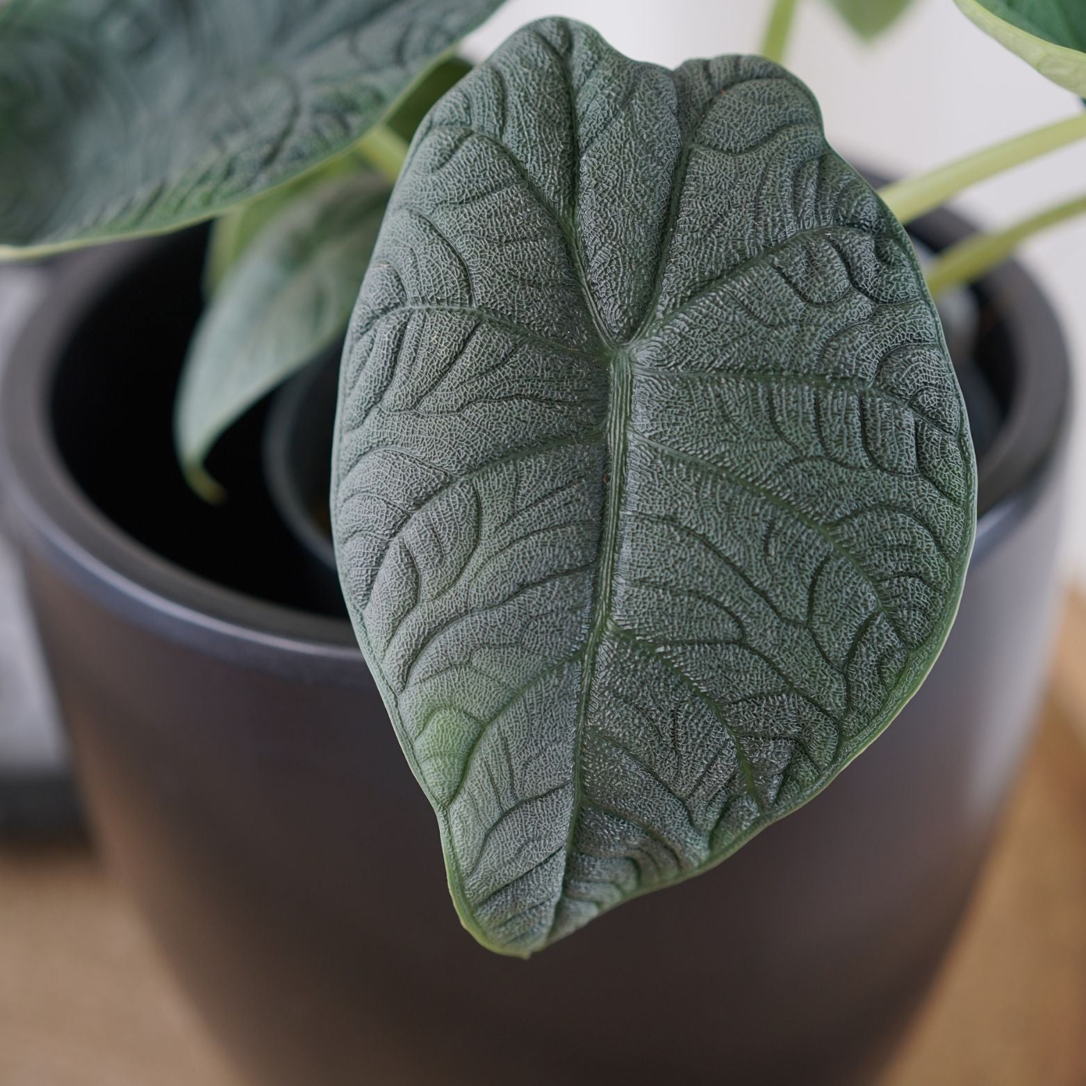 ALOCASIA 'MELO' Alokazja