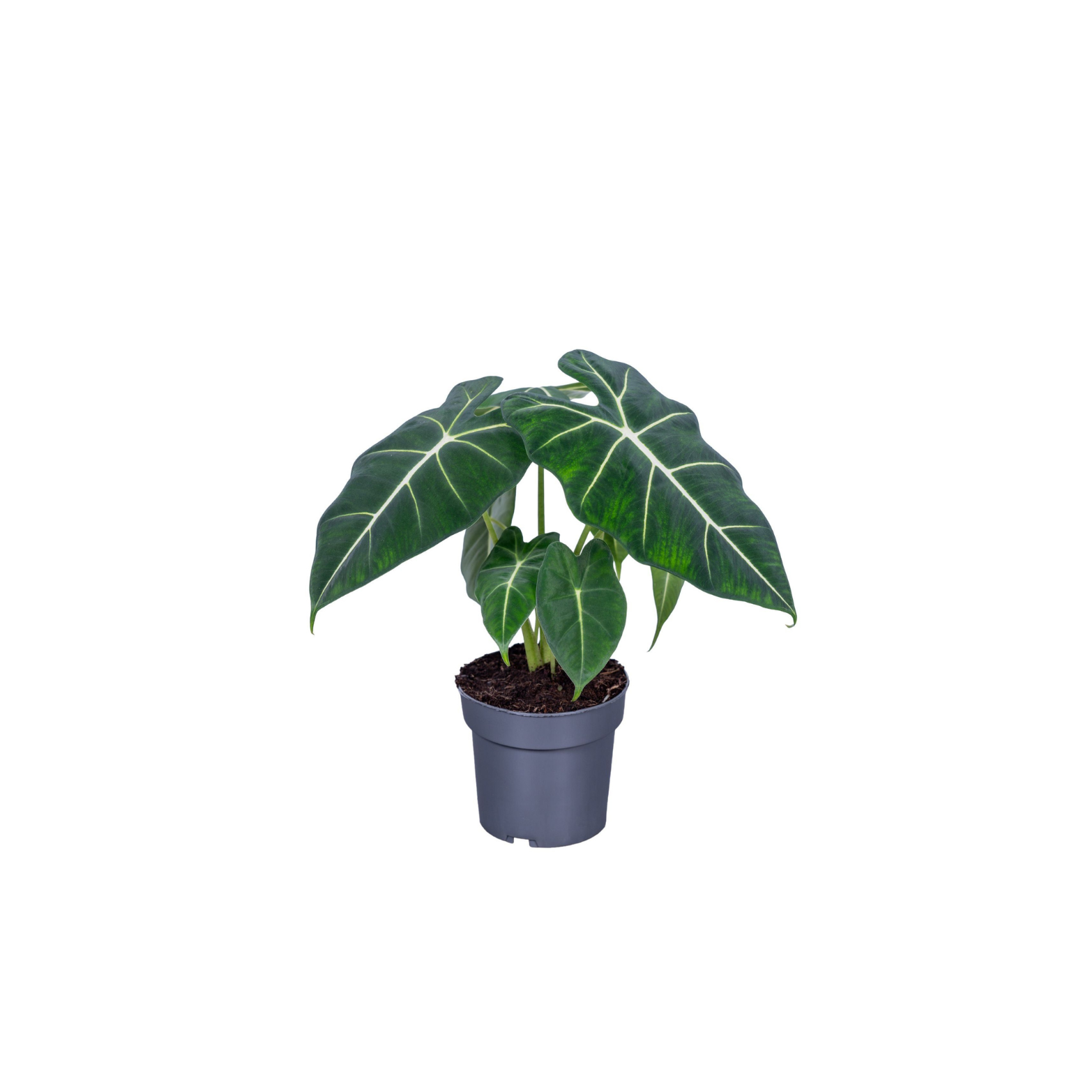 ALOCASIA MICHOLITZIANA FRYDEK