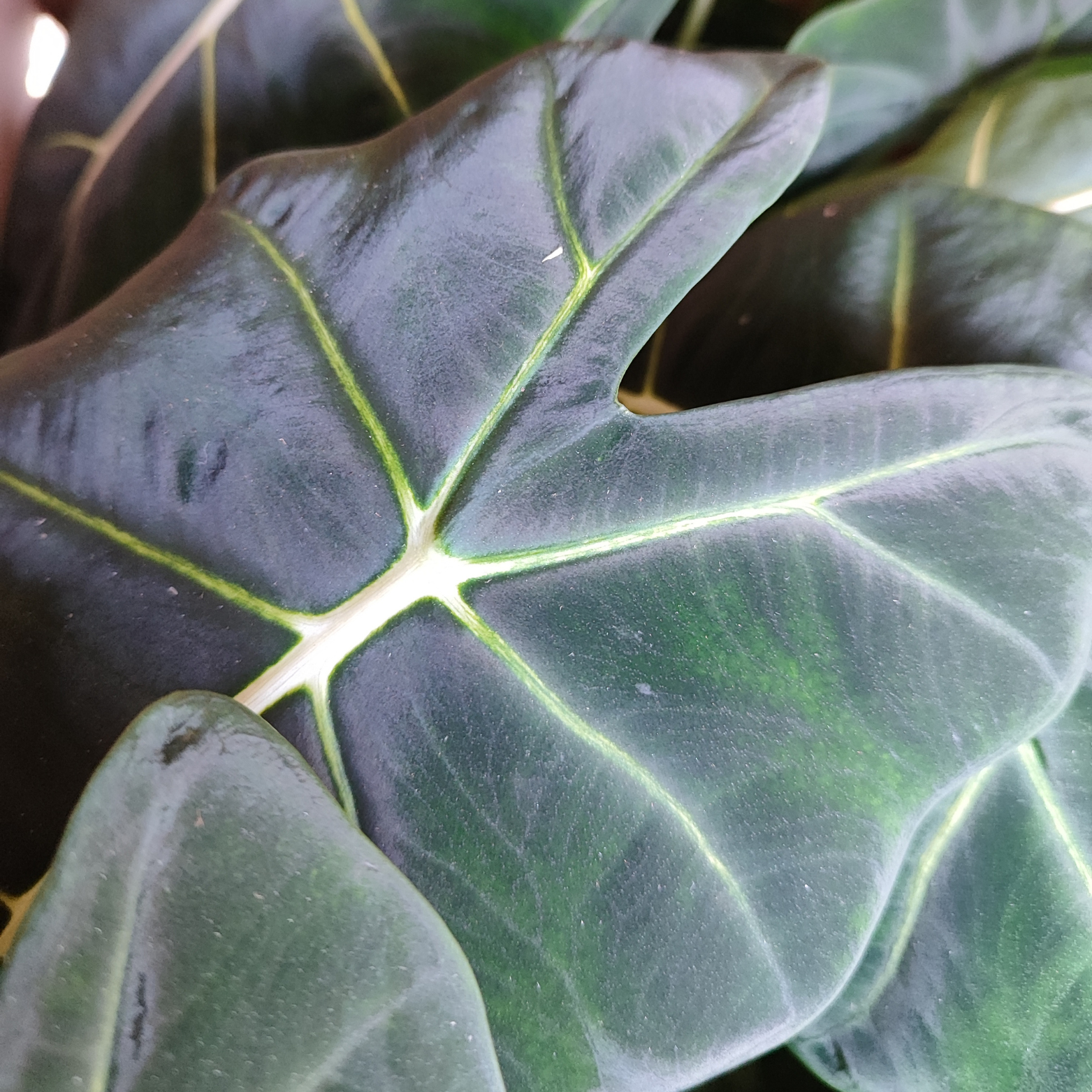 ALOCASIA MICHOLITZIANA 'FRYDEK'