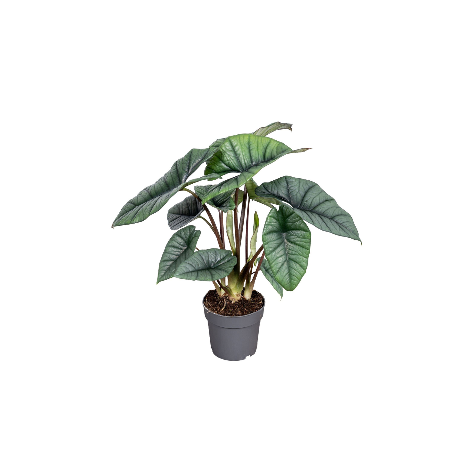 ALOCASIA 'PLATINUM'