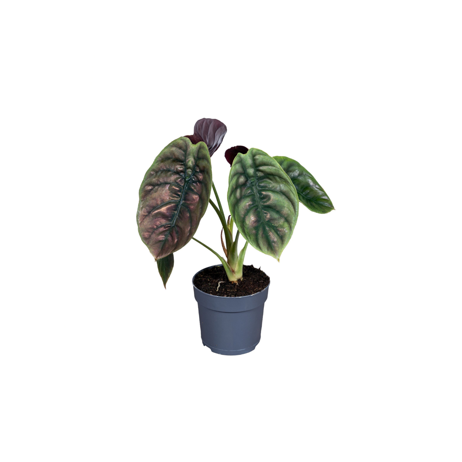 ALOCASIA 'RED SECRET'